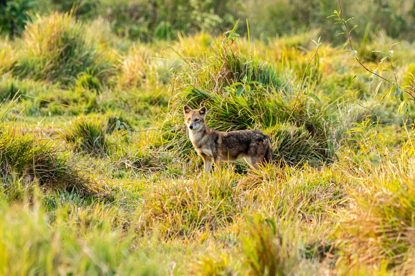 Wildlife_NPL_BS_0124-1760158829.jpg