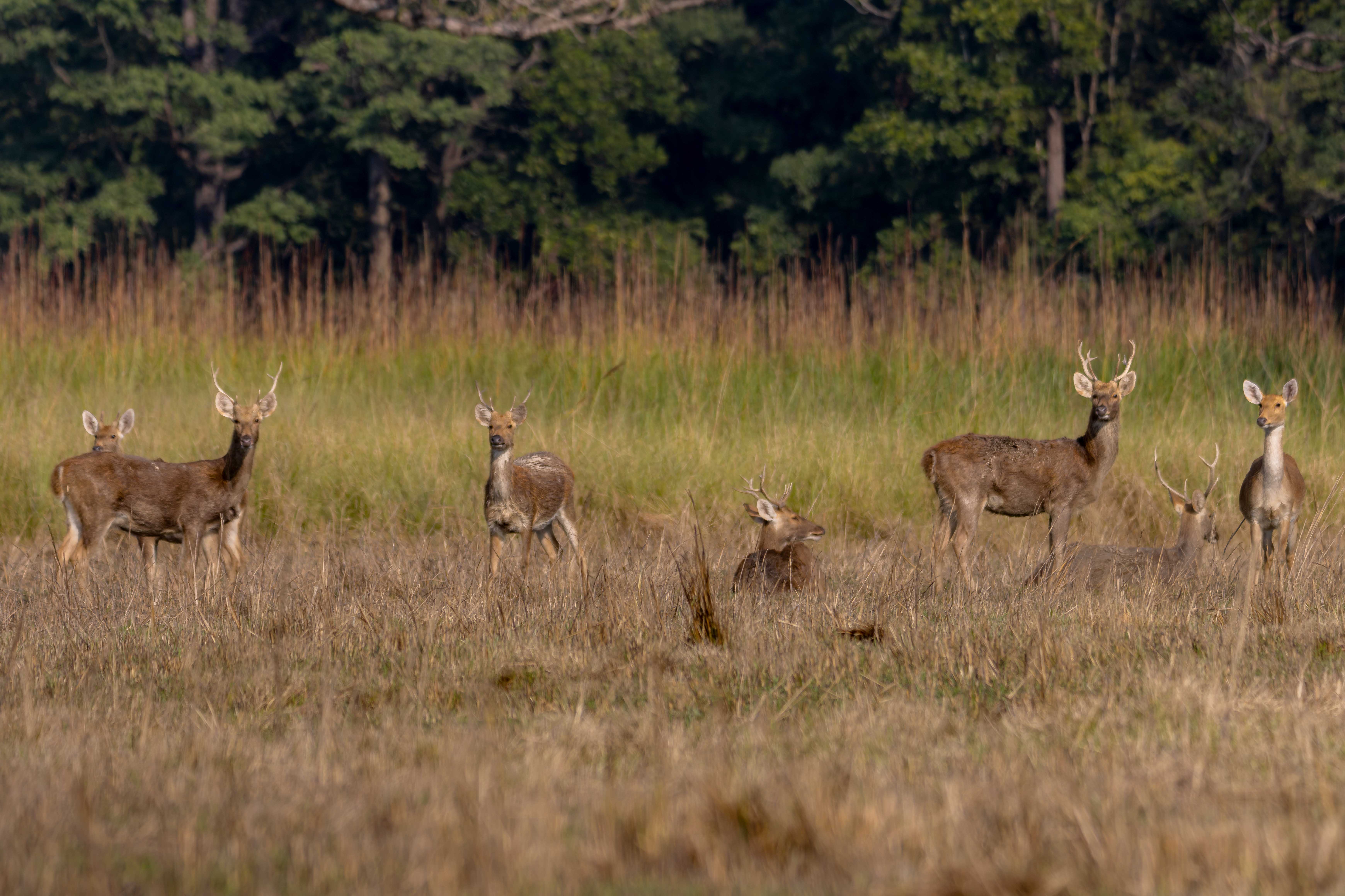 Wildlife_NPL_BS_1200-1760158848.jpg