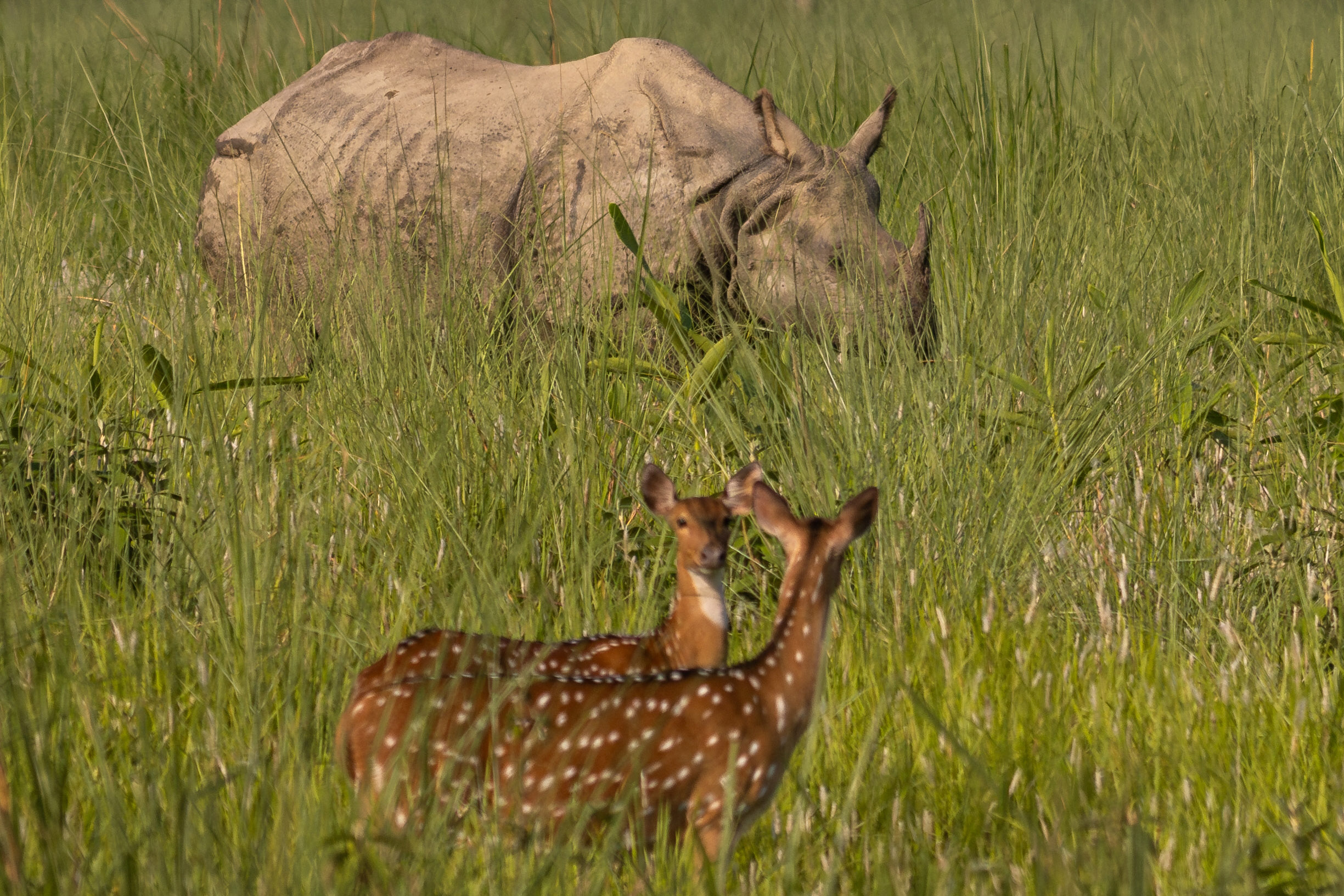 Wildlife_NPL_BS_1201-1760158850.jpg