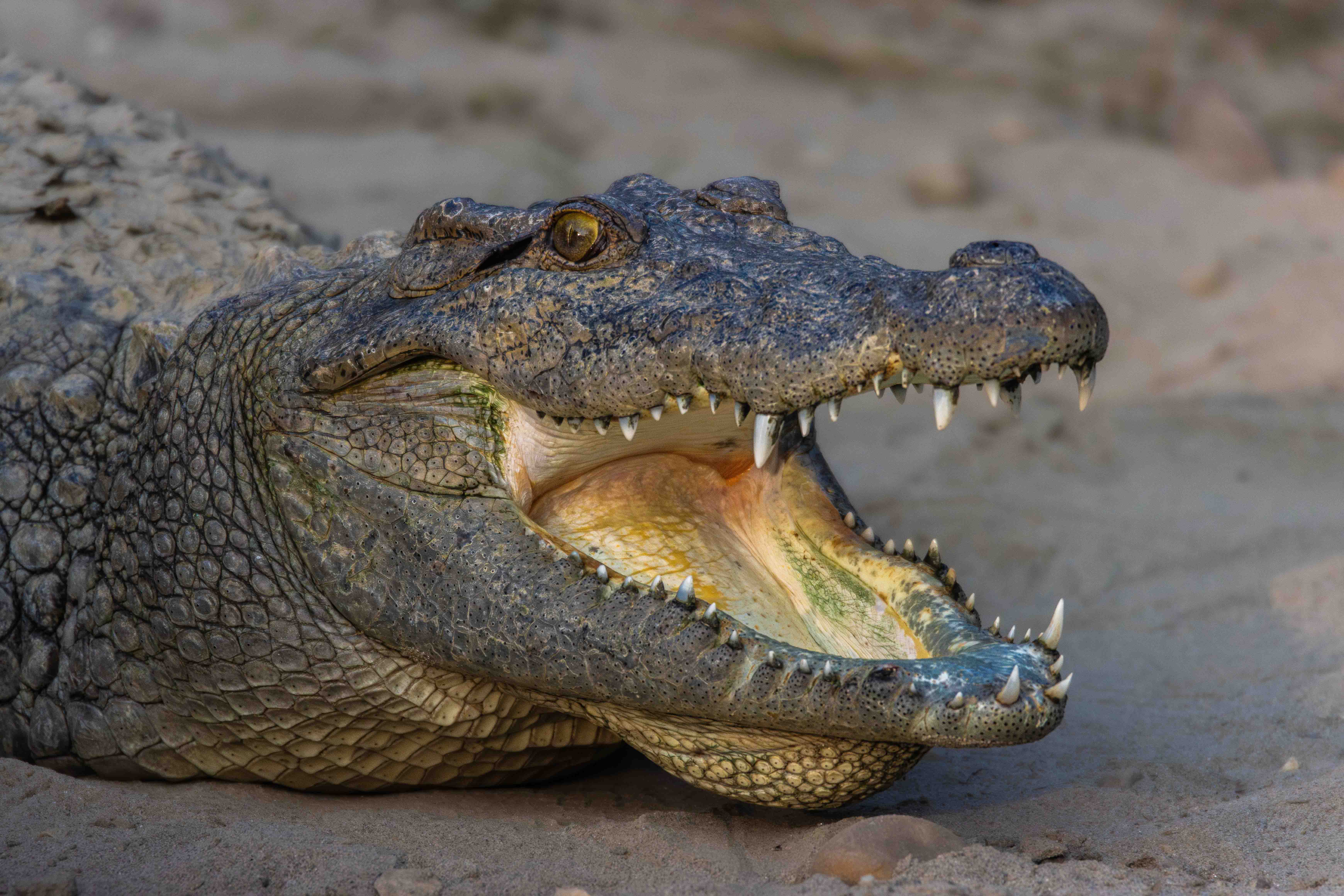 Wildlife_NPL_BS_1213-1760159190.jpg