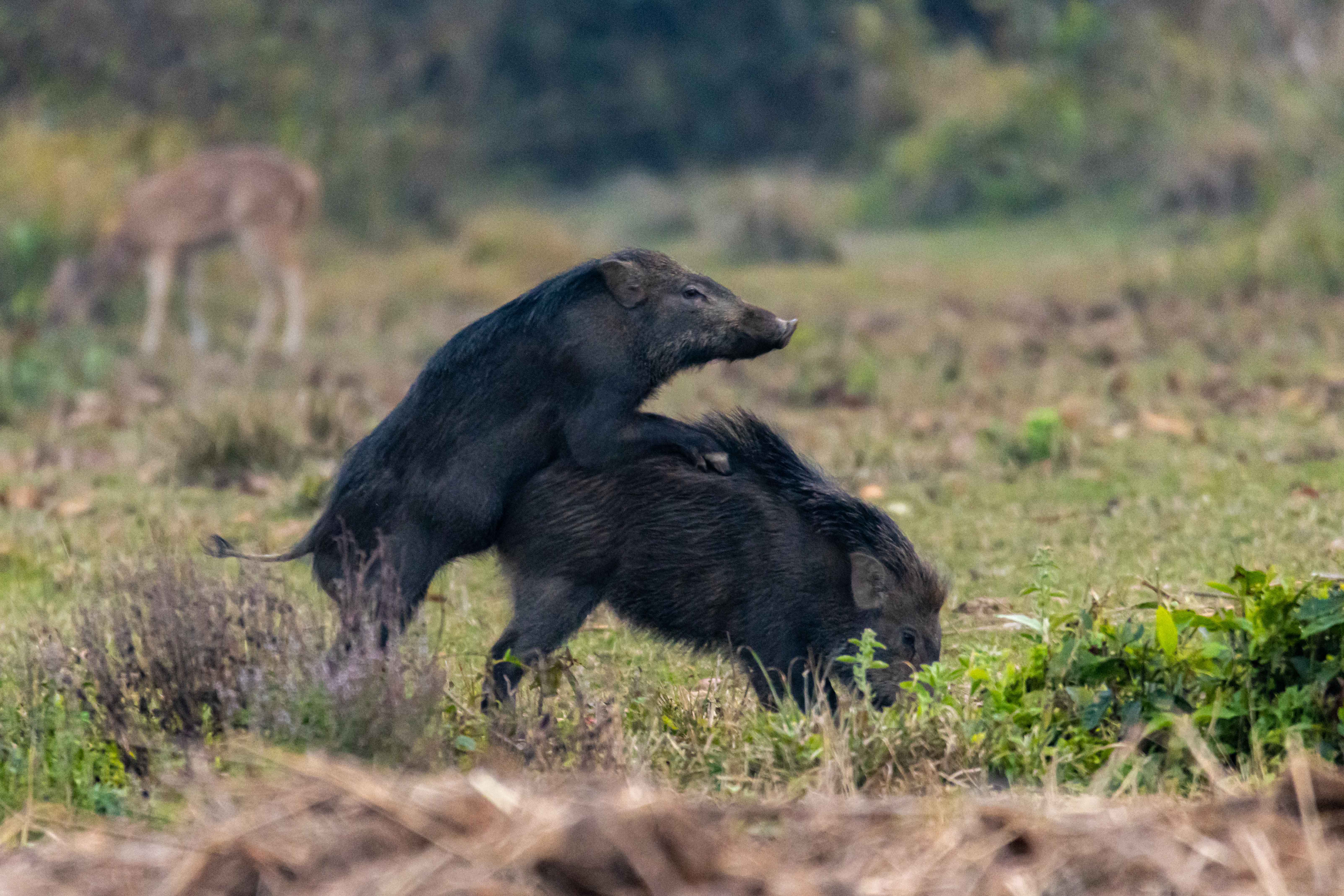 Wildlife_NPL_BS_1214-1760159190.jpg