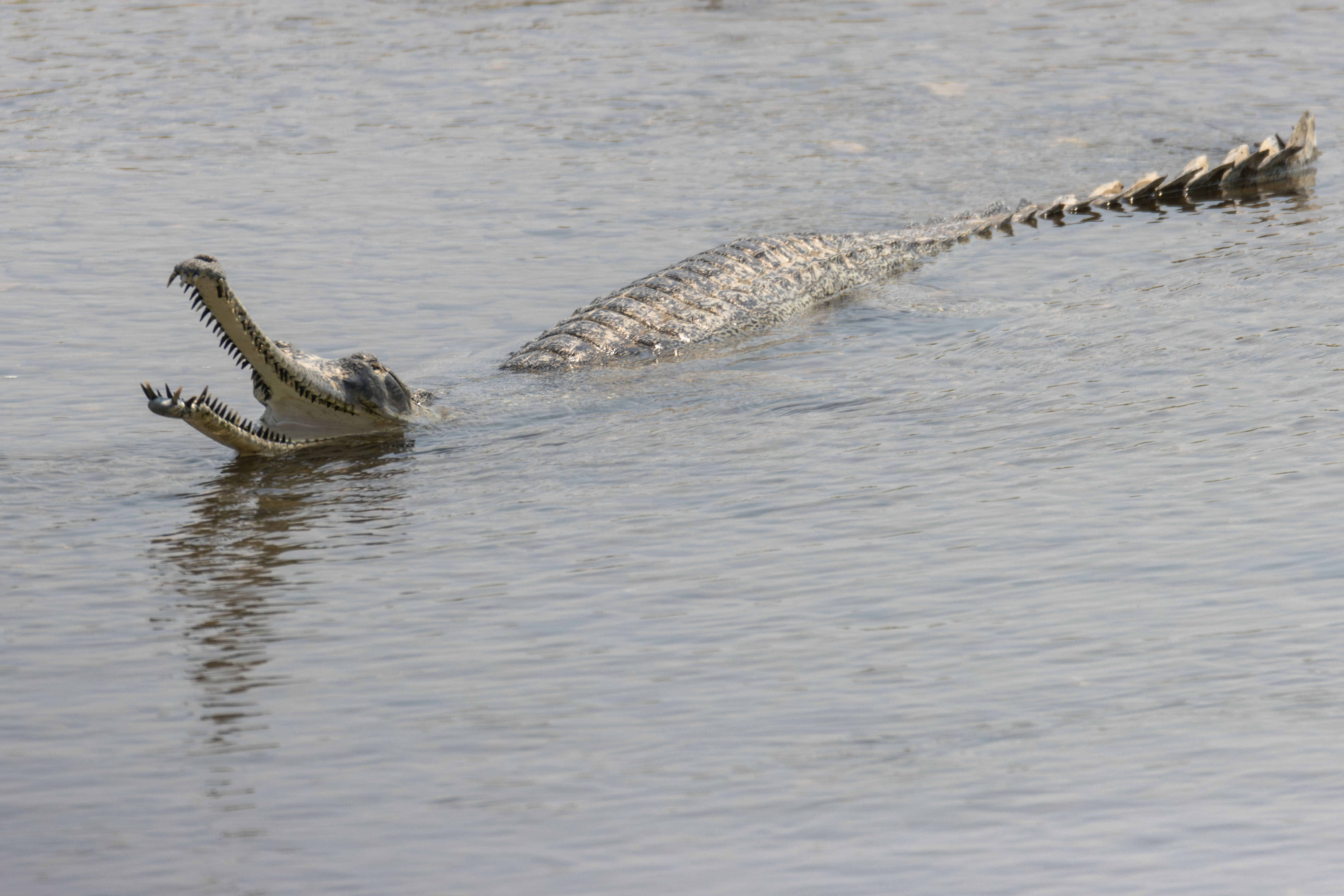 Wildlife_NPL_BS_1219-1760159088.jpg