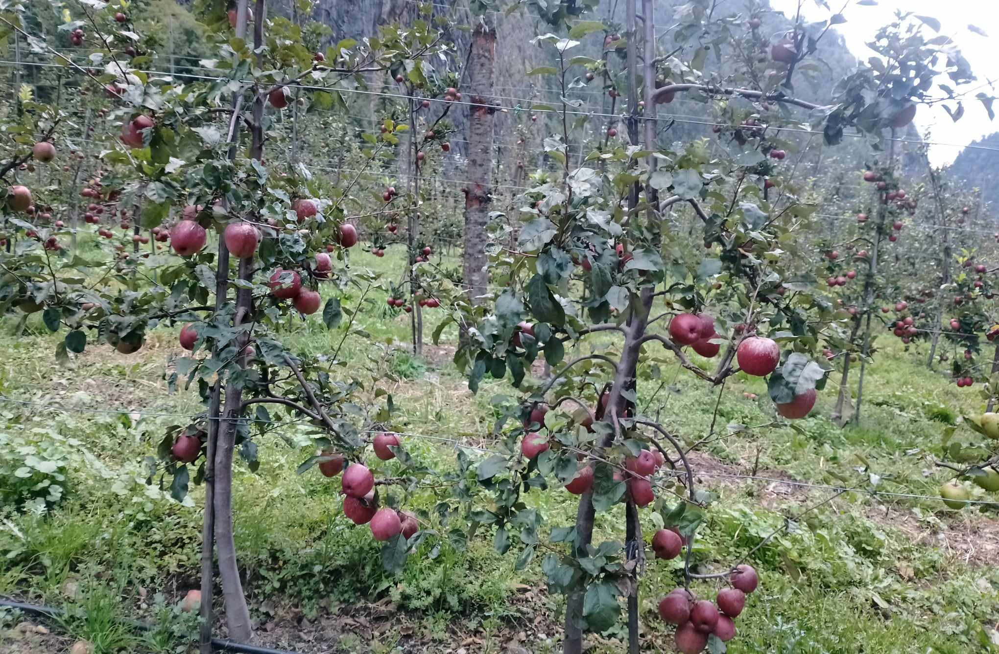 apple_farm1695983422.jpg