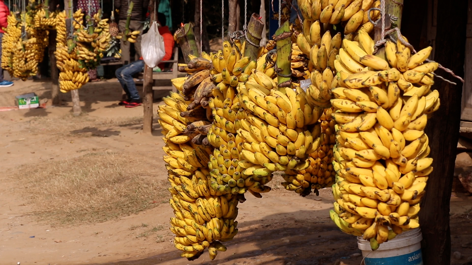 सरकारले जबरजस्ती बढाइदियाे केराकाे मूल्य, दर्जनकाे ३५० रूपैयाँ पुग्याे