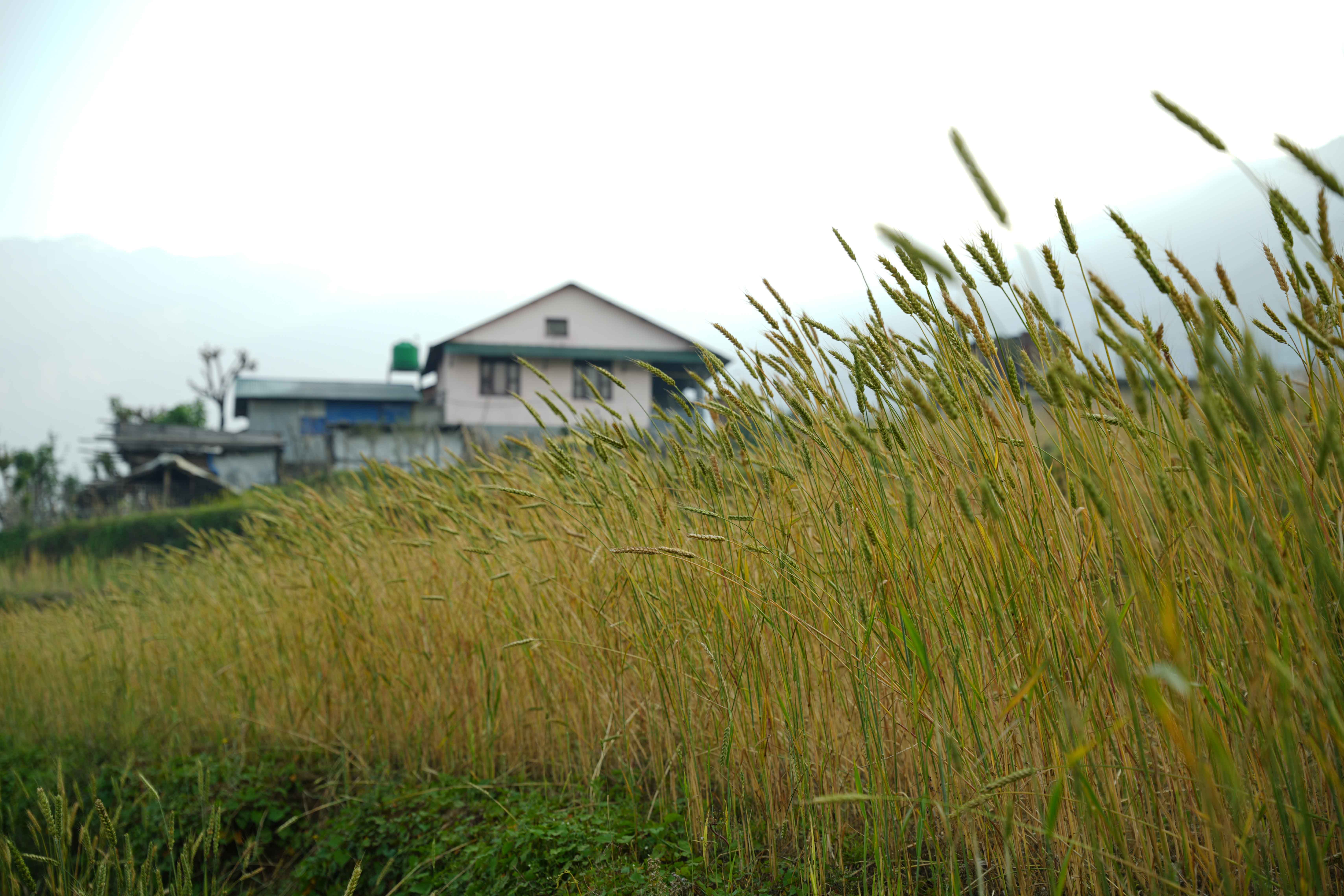 barpak-(10)-1778910356.jpg