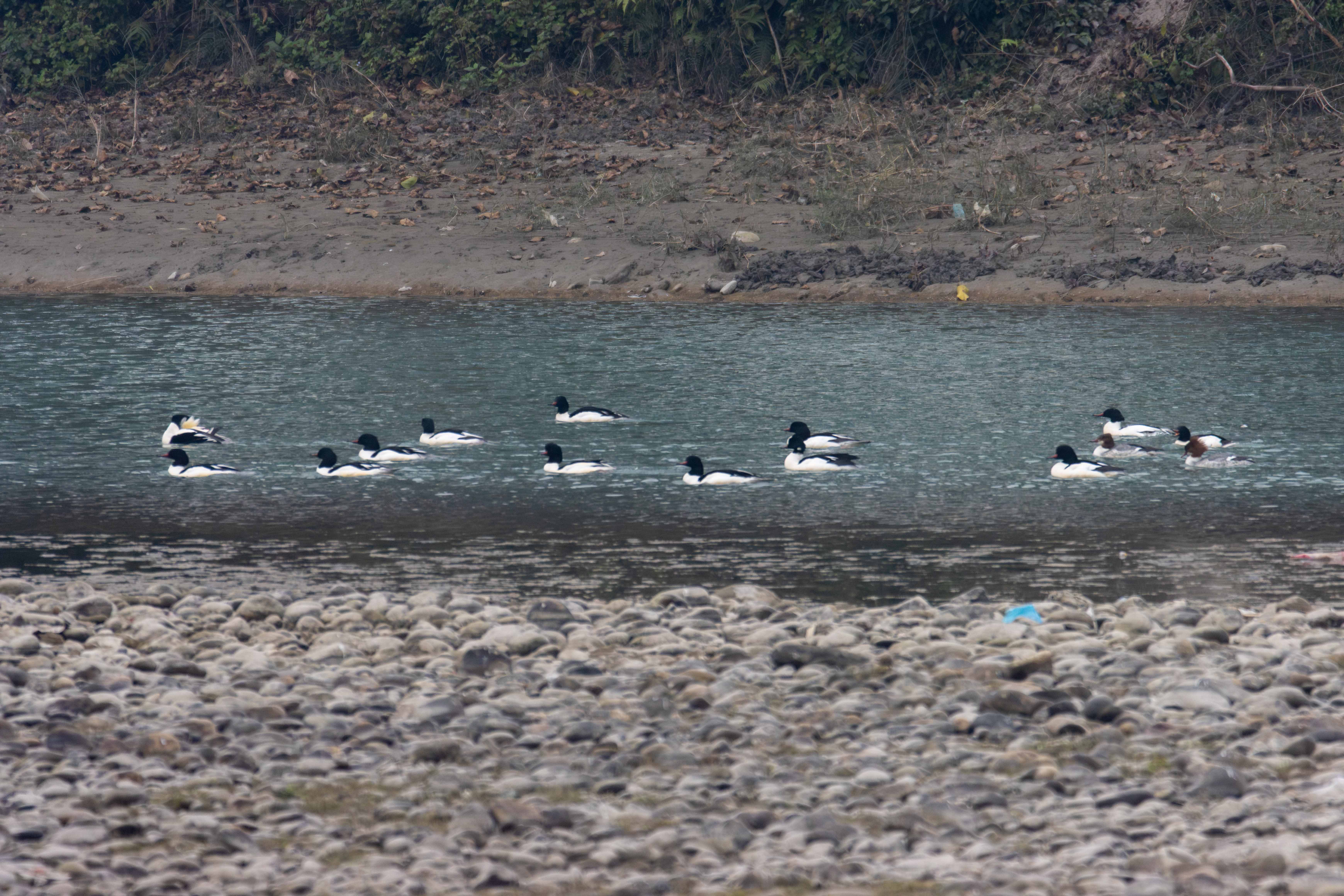 chitwan-wildlife-(12)-1770012231.jpg