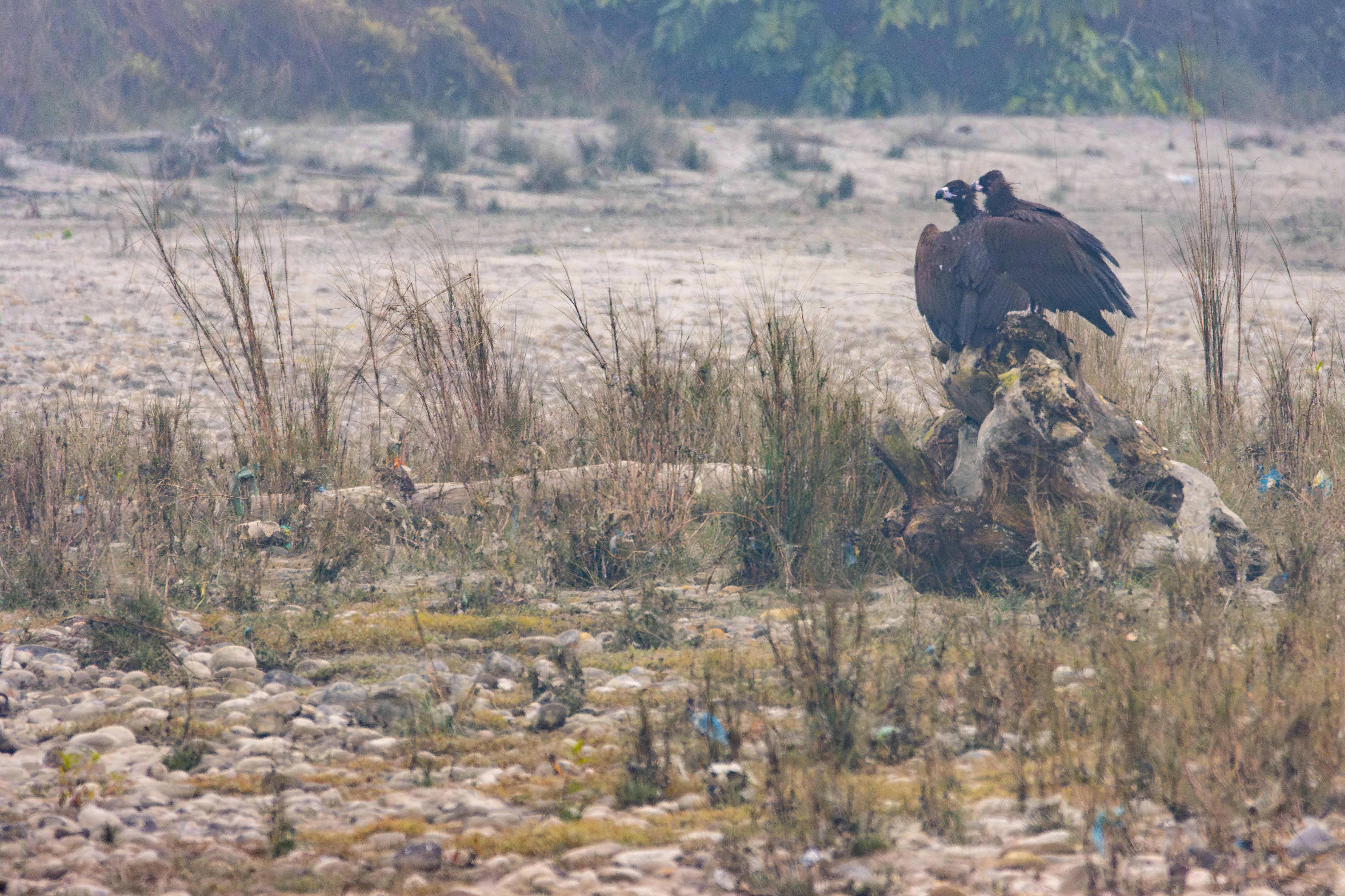 chitwan-wildlife-(2)-1770012188.jpg