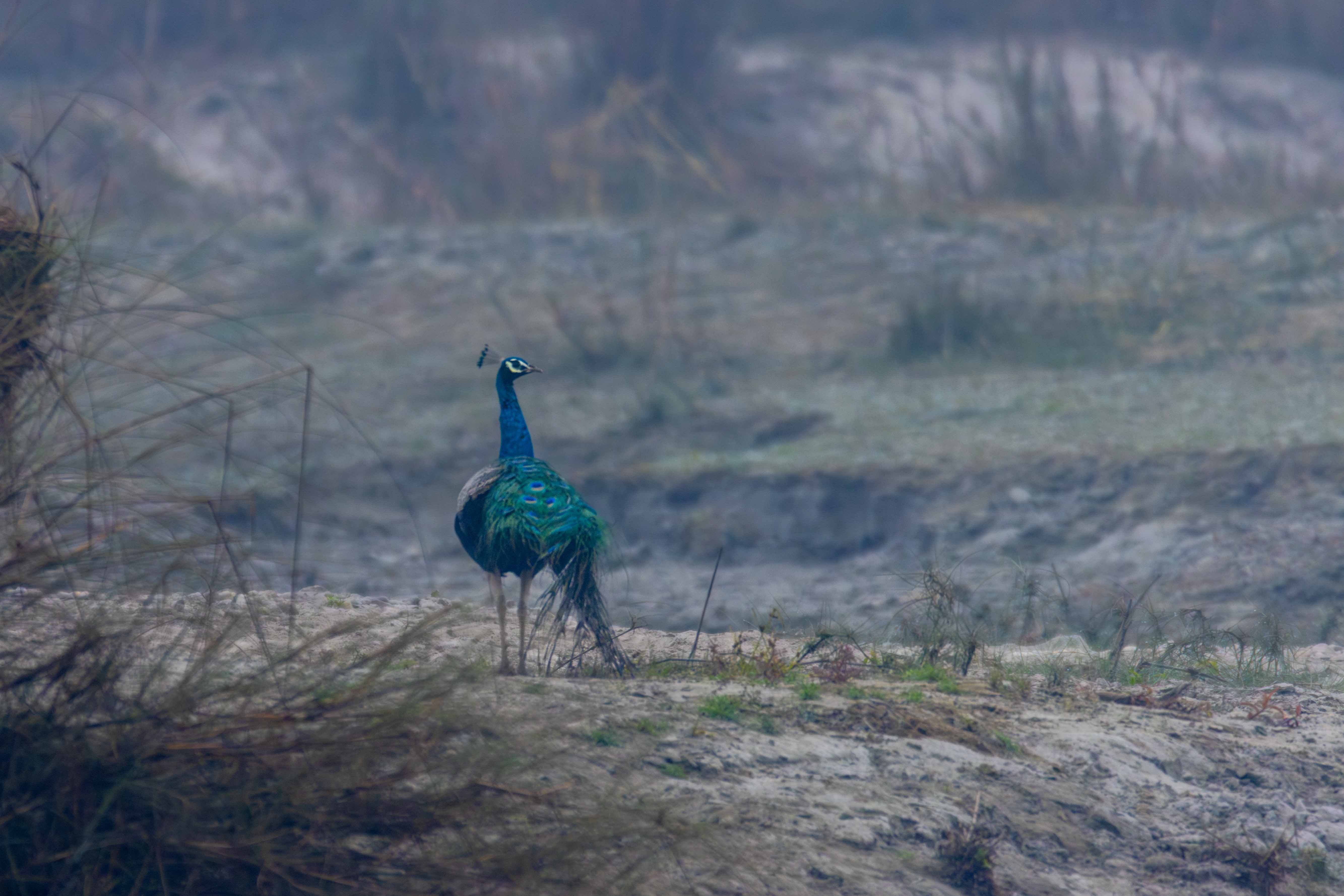 chitwan-wildlife-(3)-1770012188.jpg