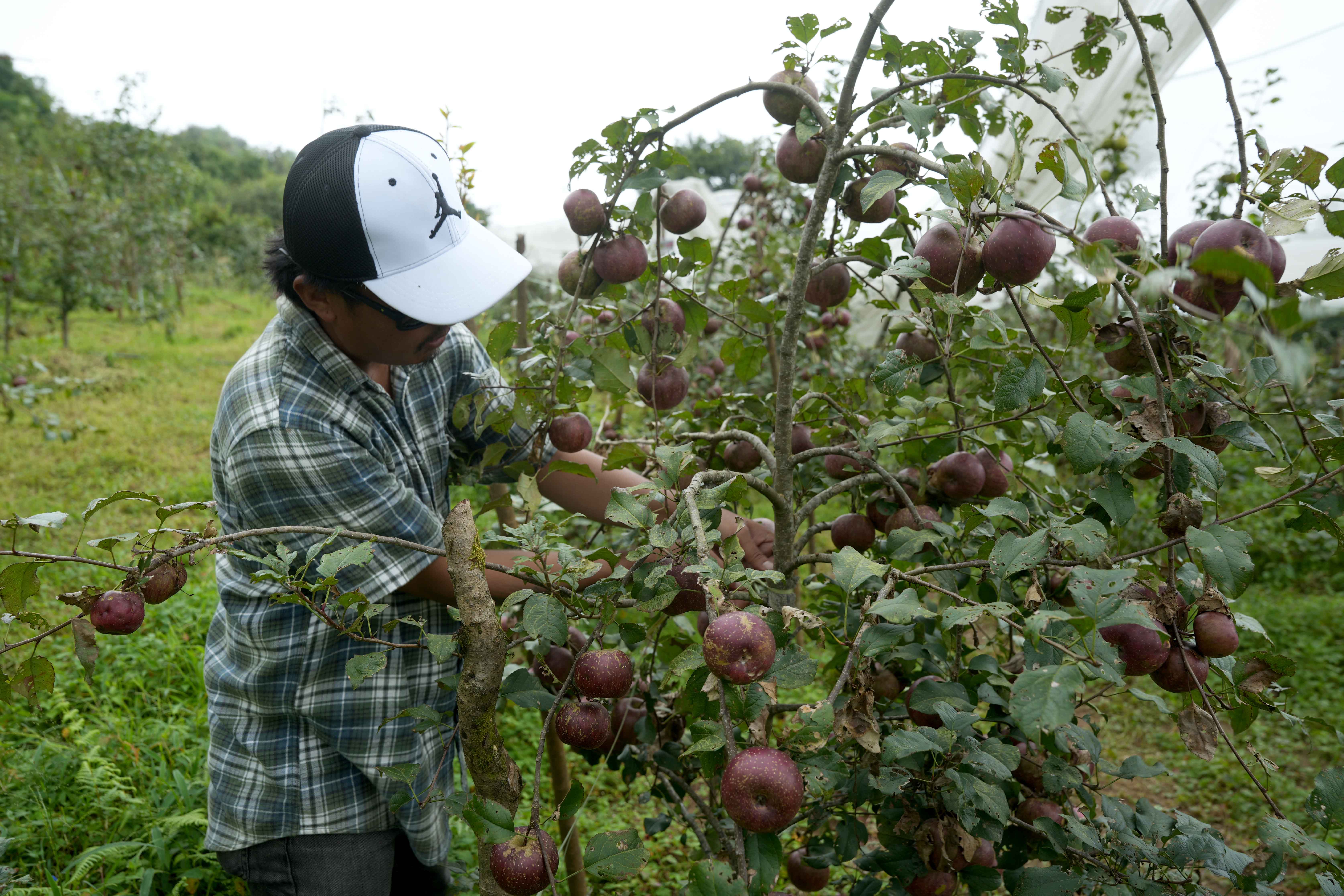 gorkha-apple-(10)-1758344239.jpg