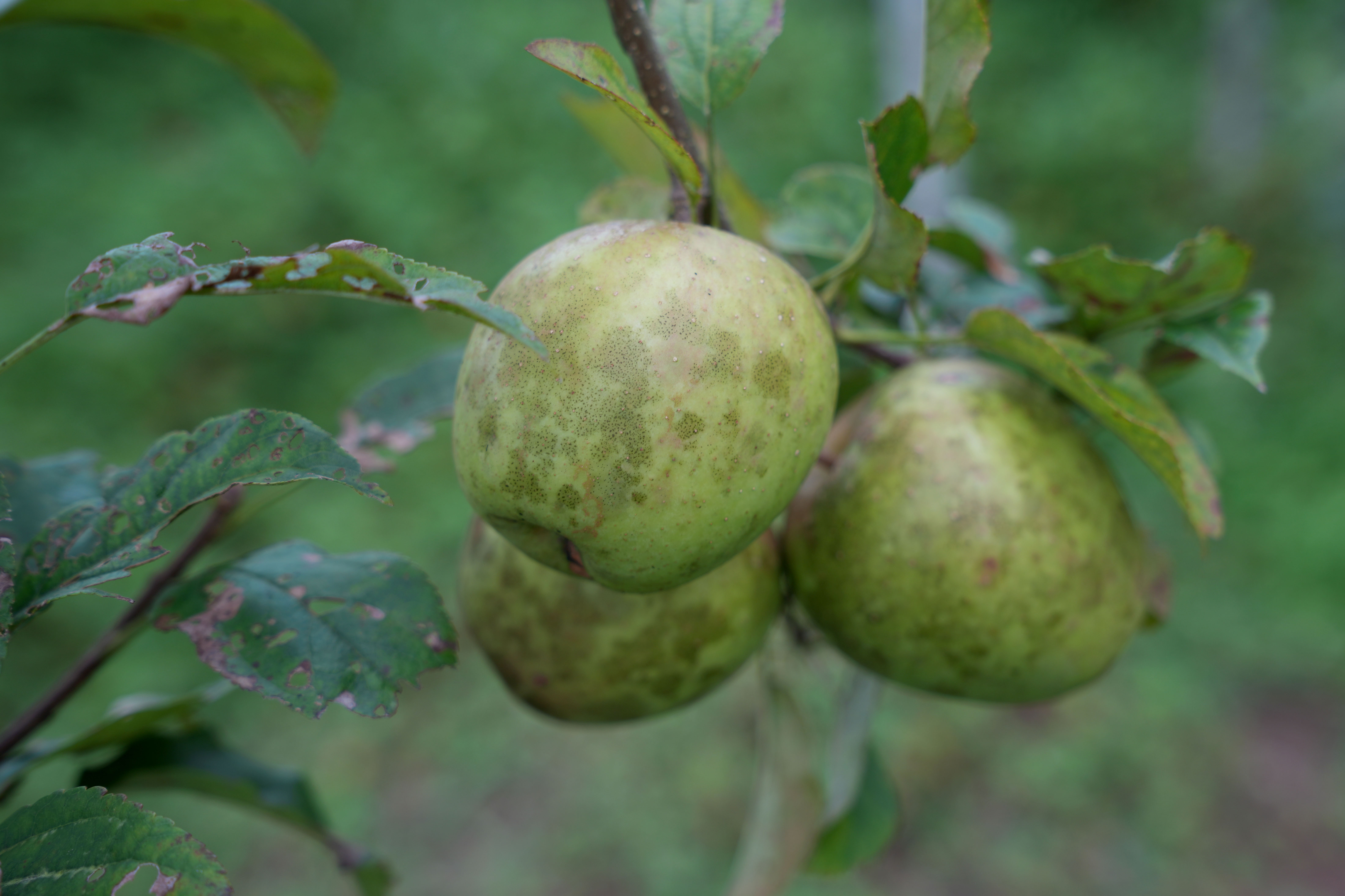 gorkha-apple-(11)-1758344239.jpg