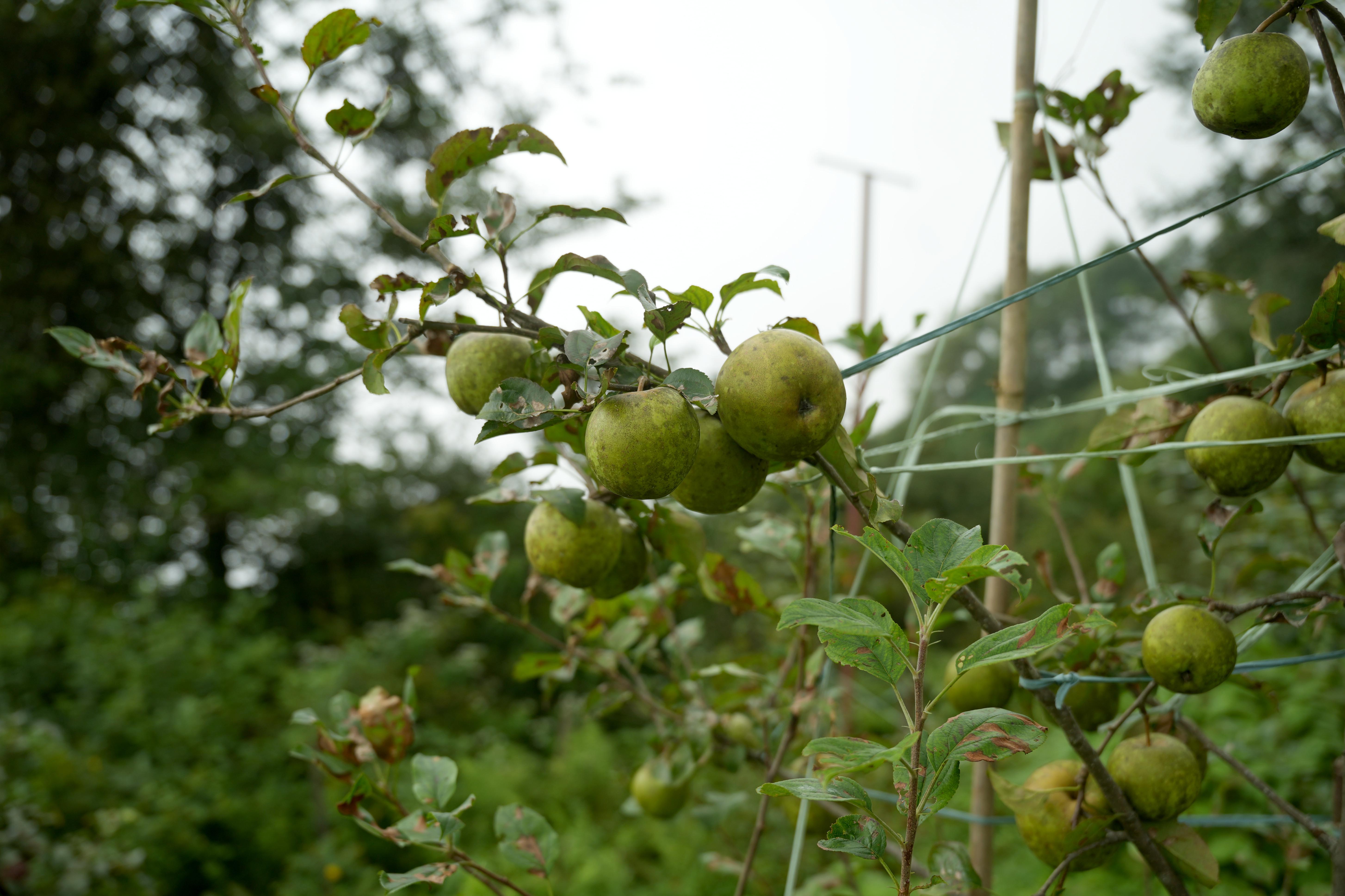 gorkha-apple-(12)-1758344270.jpg