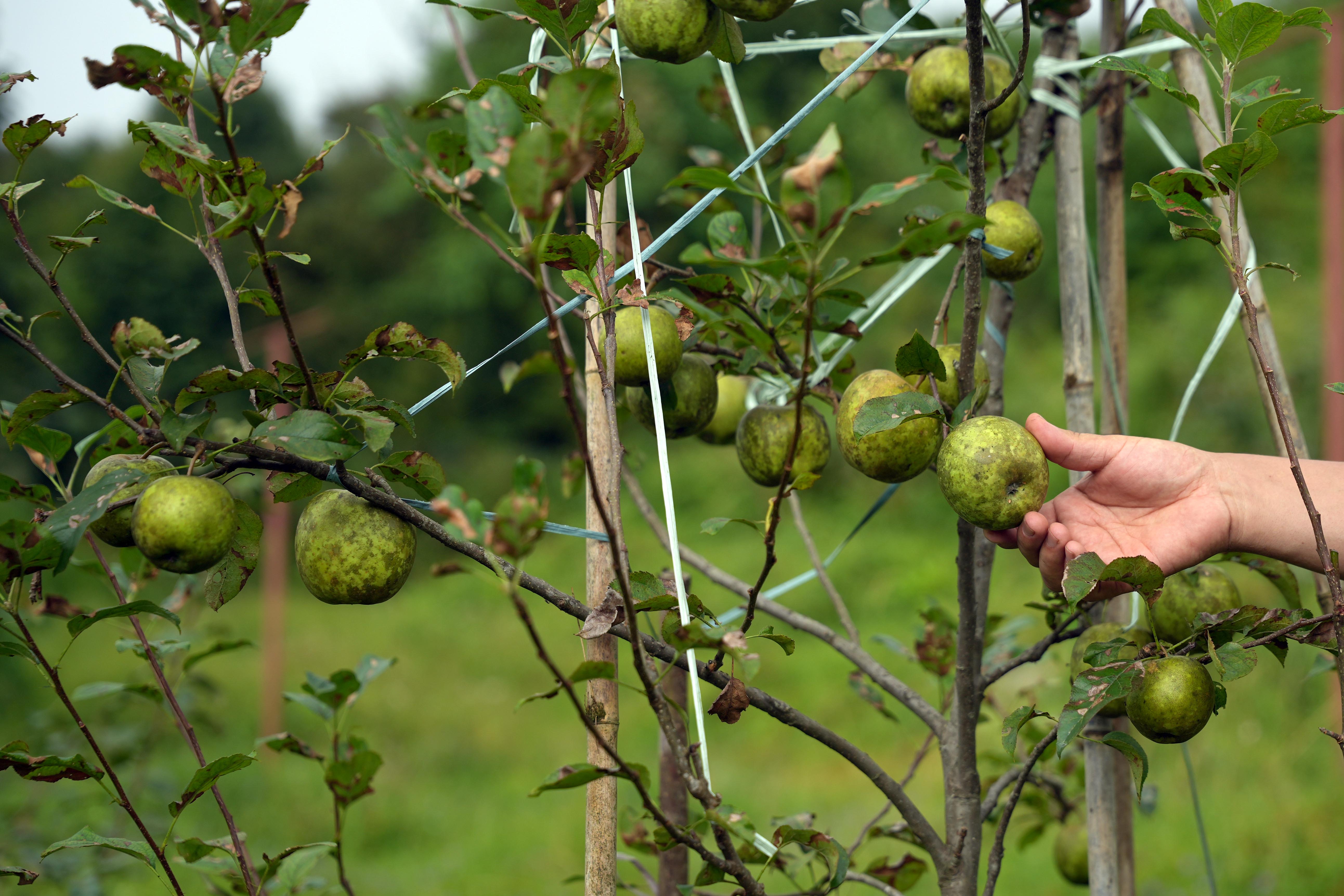 gorkha-apple-(13)-1758344272.jpg