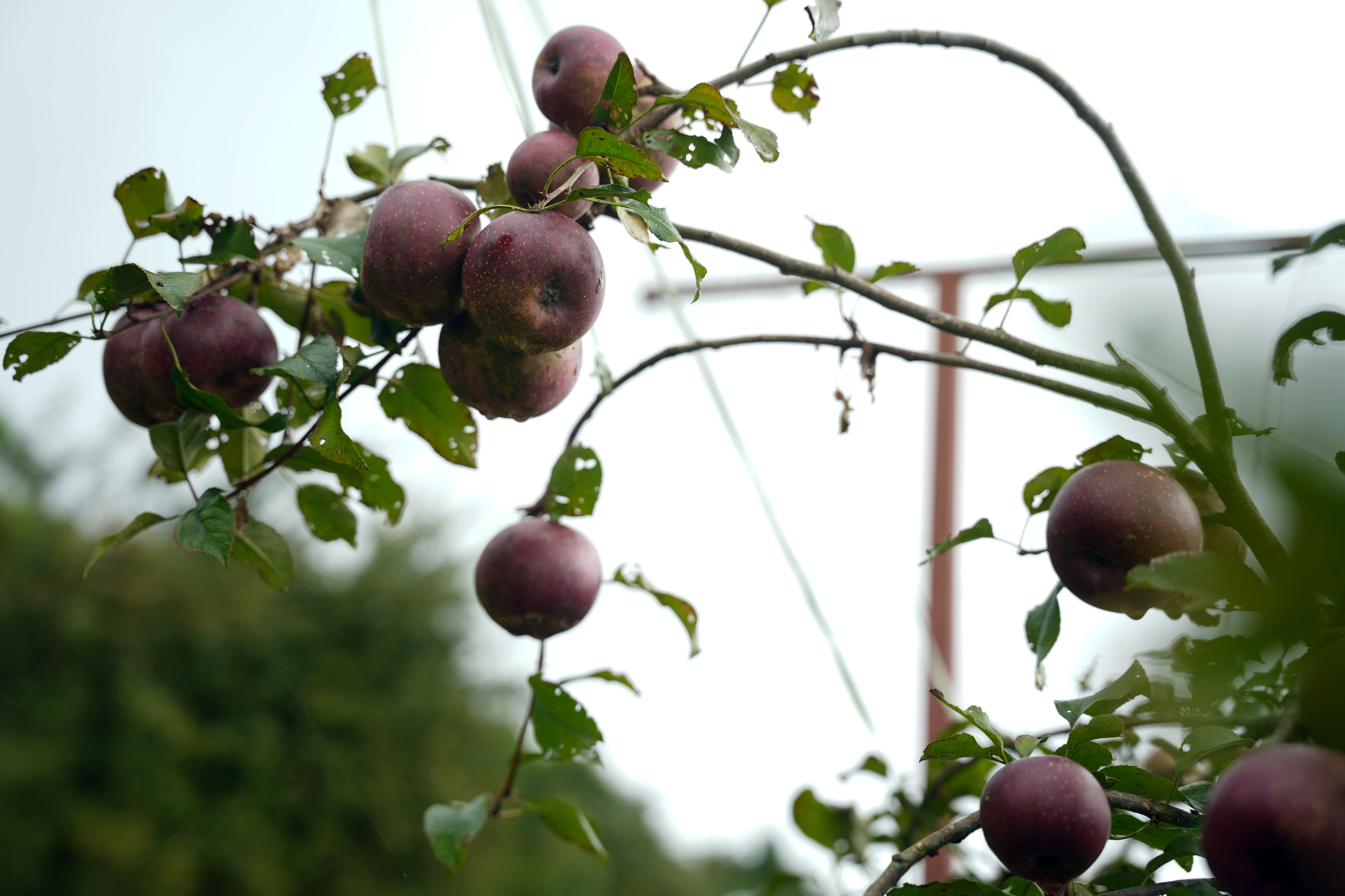 gorkha-apple-(14)-1758344292.jpg