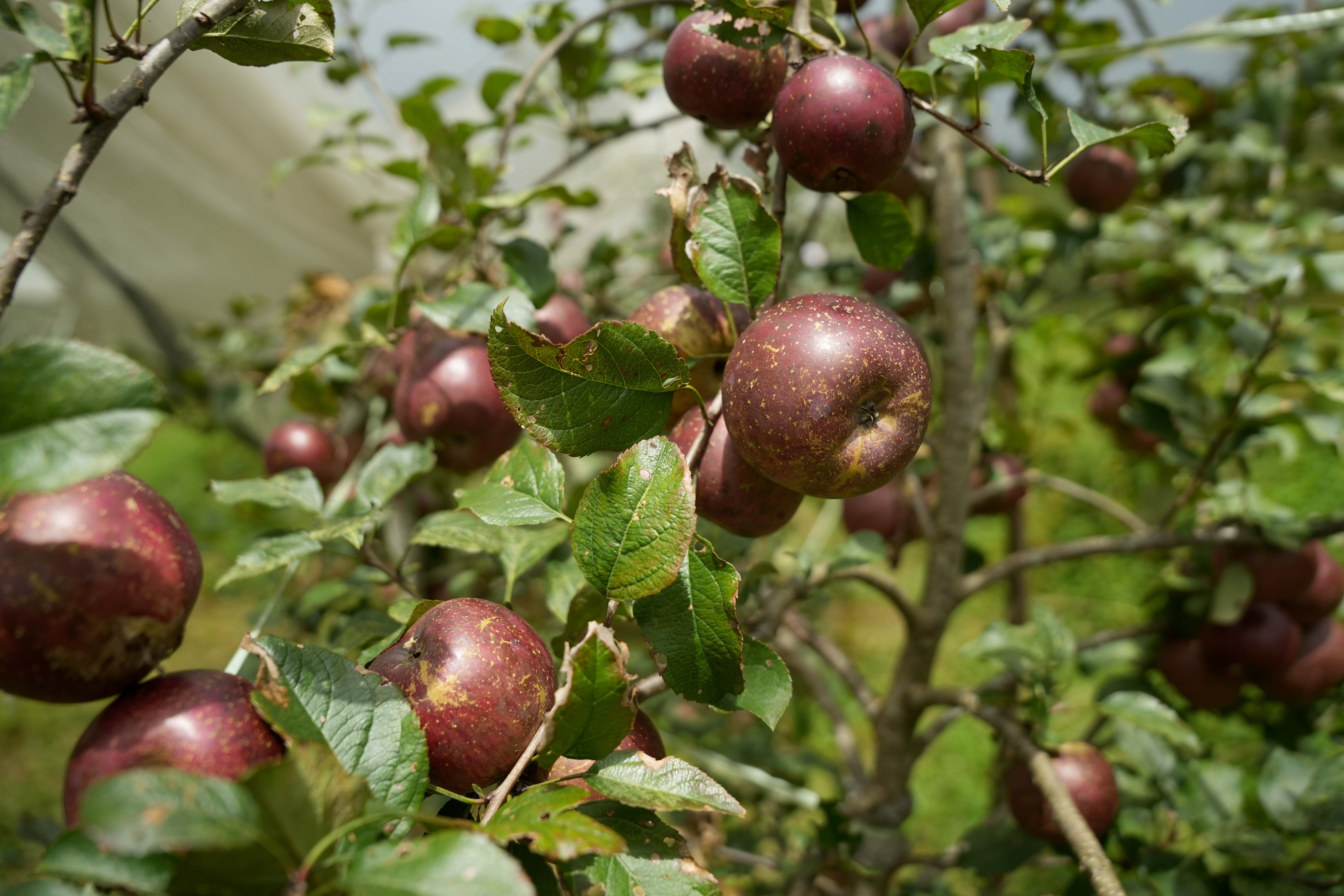 gorkha-apple-(3)-1758344154.jpg