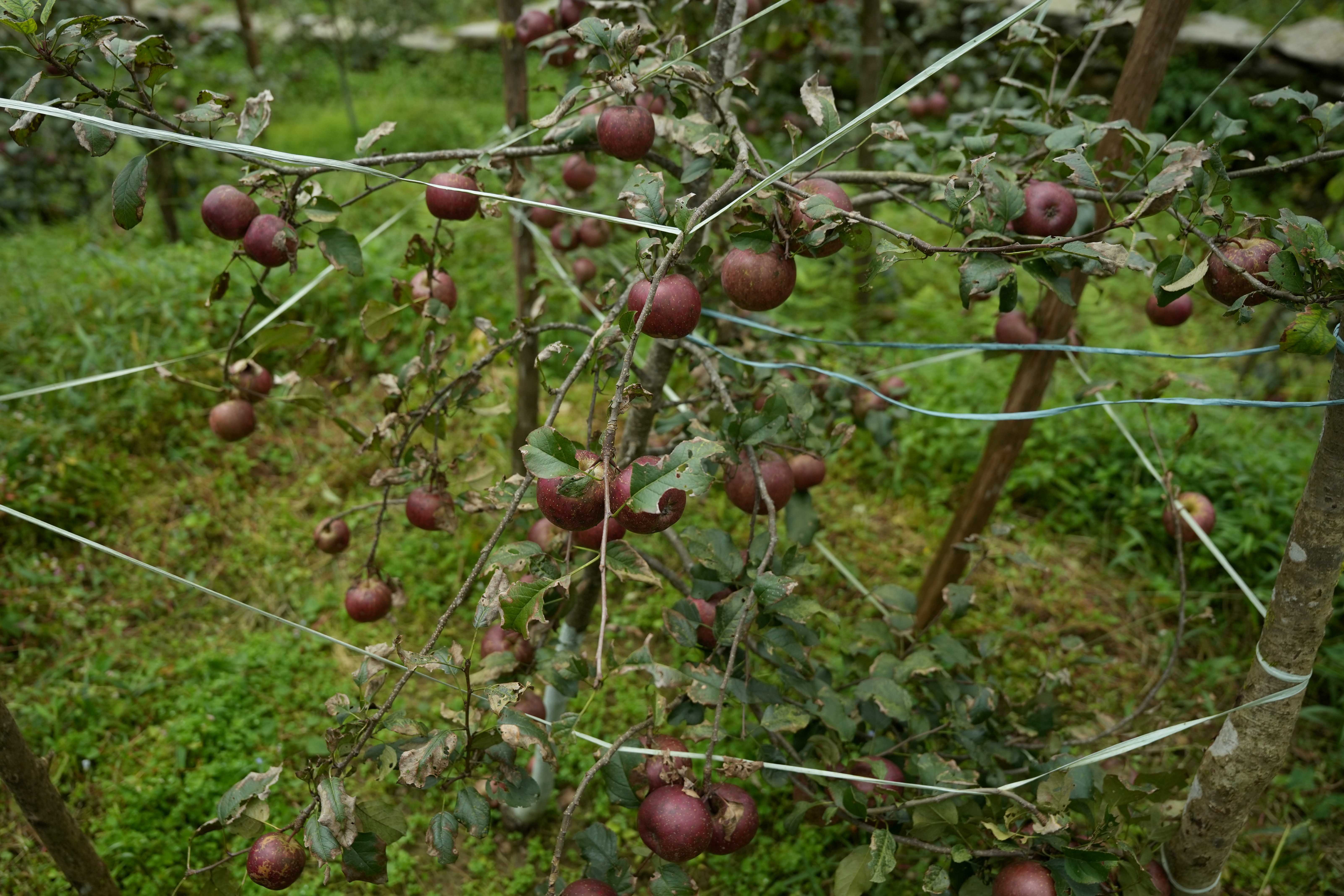 gorkha-apple-(4)-1758344158.jpg