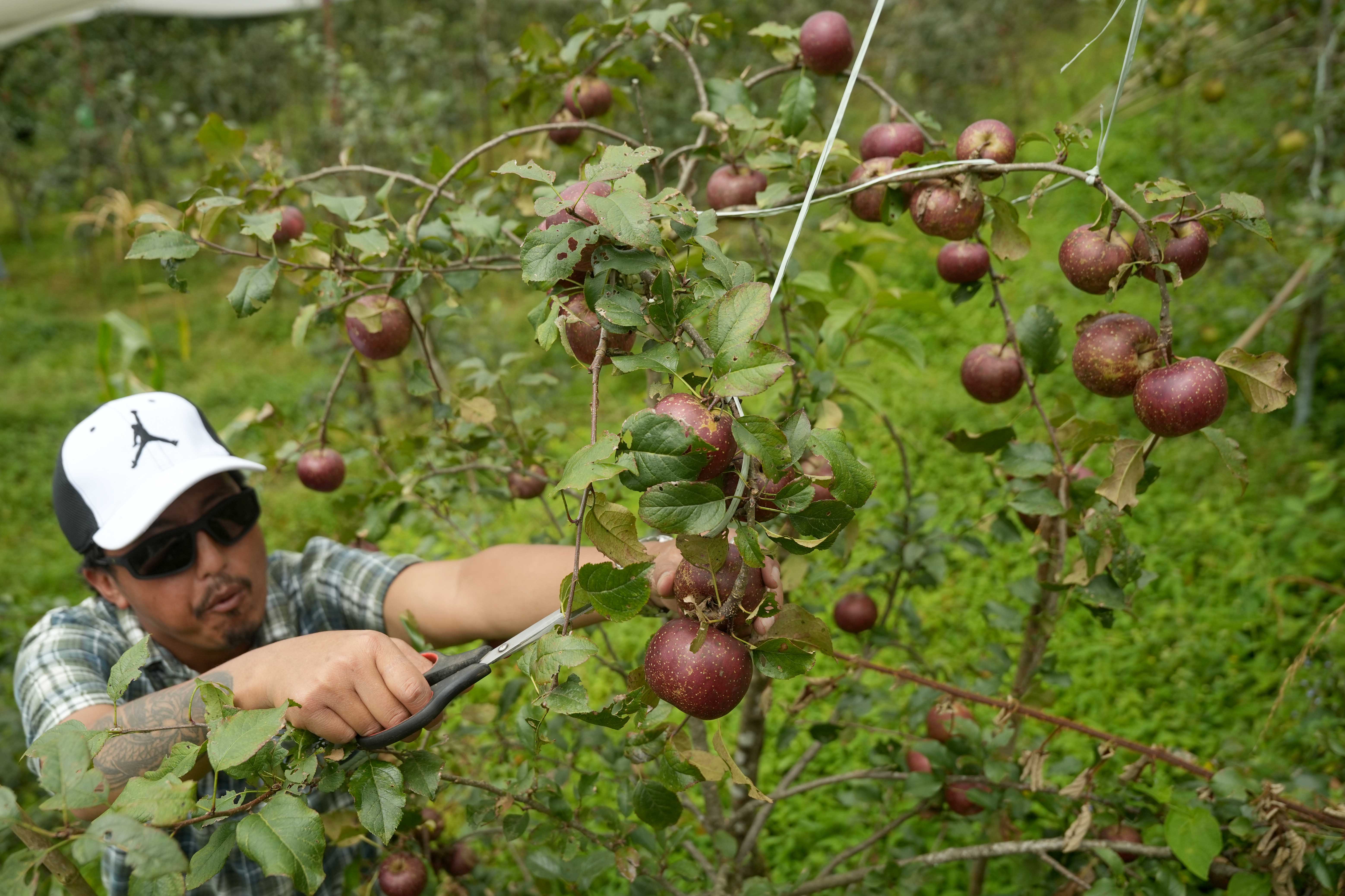 gorkha-apple-(5)-1758344175.jpg