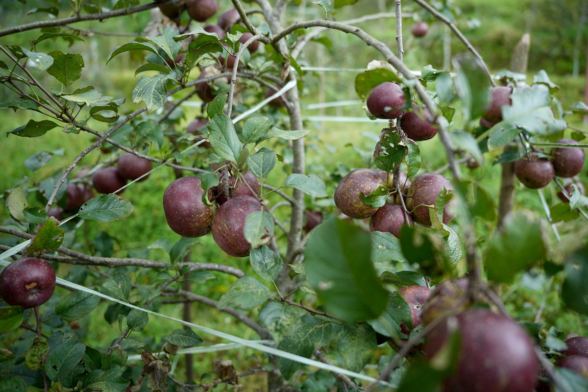 gorkha-apple-(7)-1758344183.jpg
