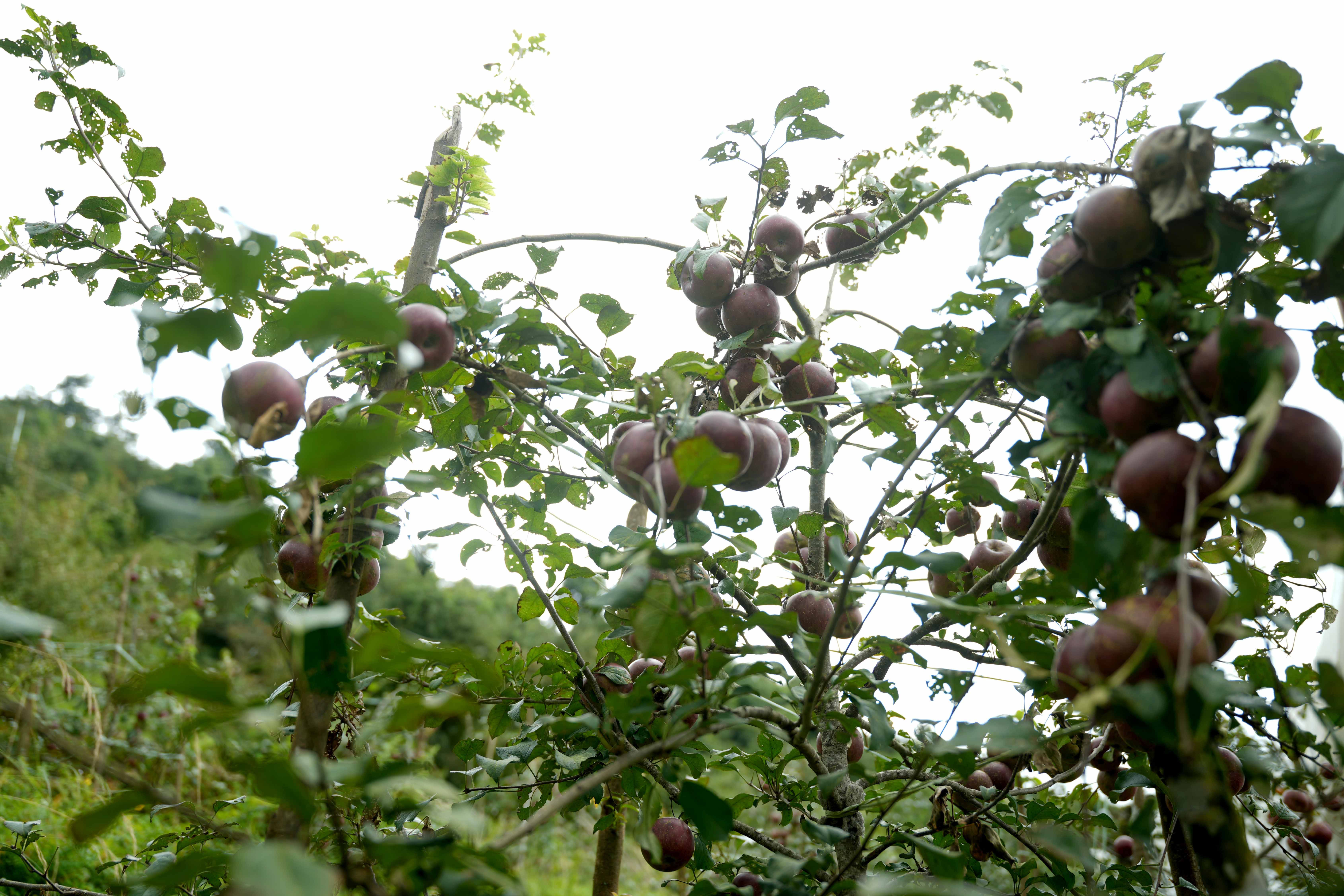 gorkha-apple-(8)-1758344204.jpg