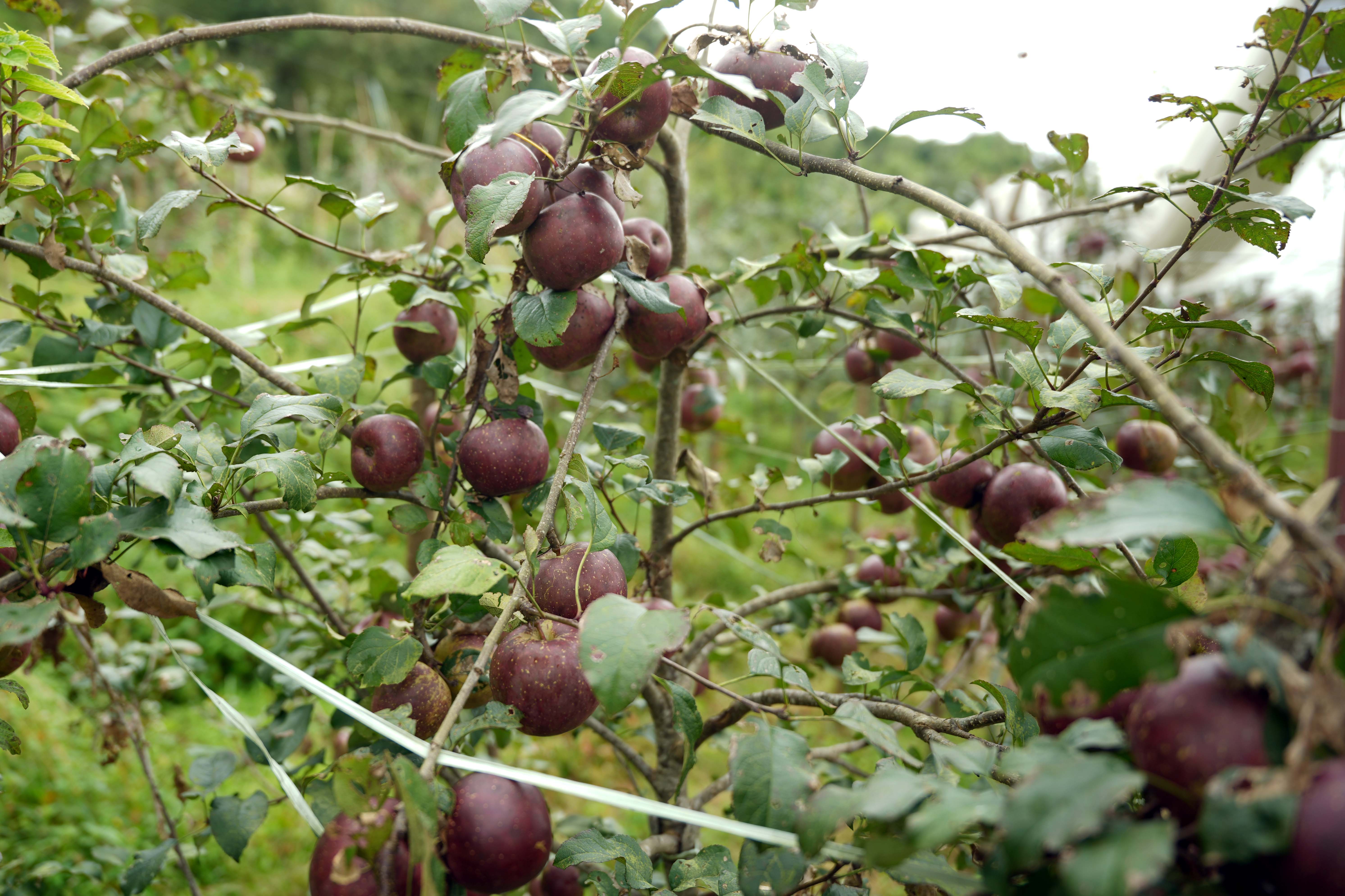 gorkha-apple-(9)-1758344205.jpg