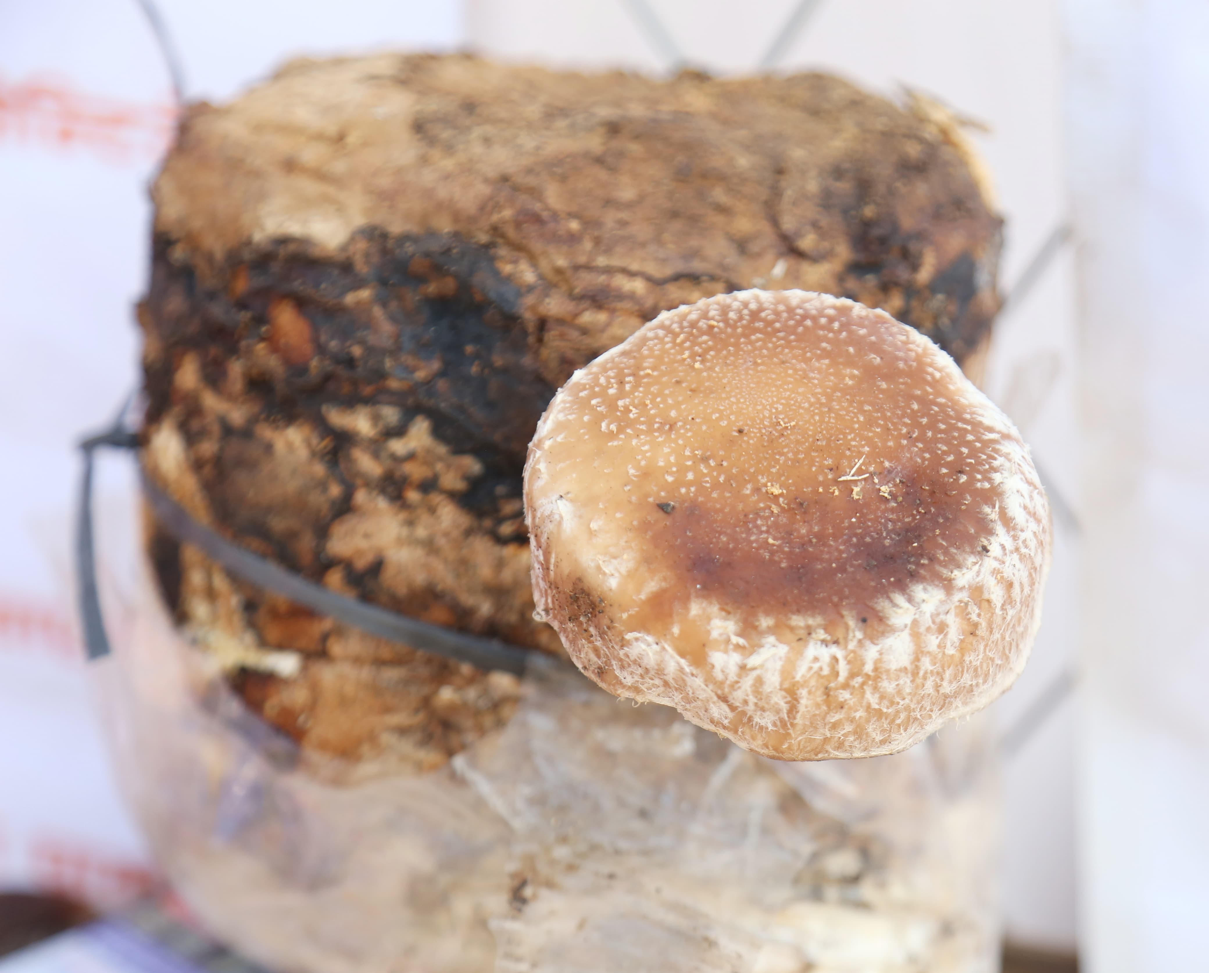 mashroom-exibition-(10)-1735552204.jpg