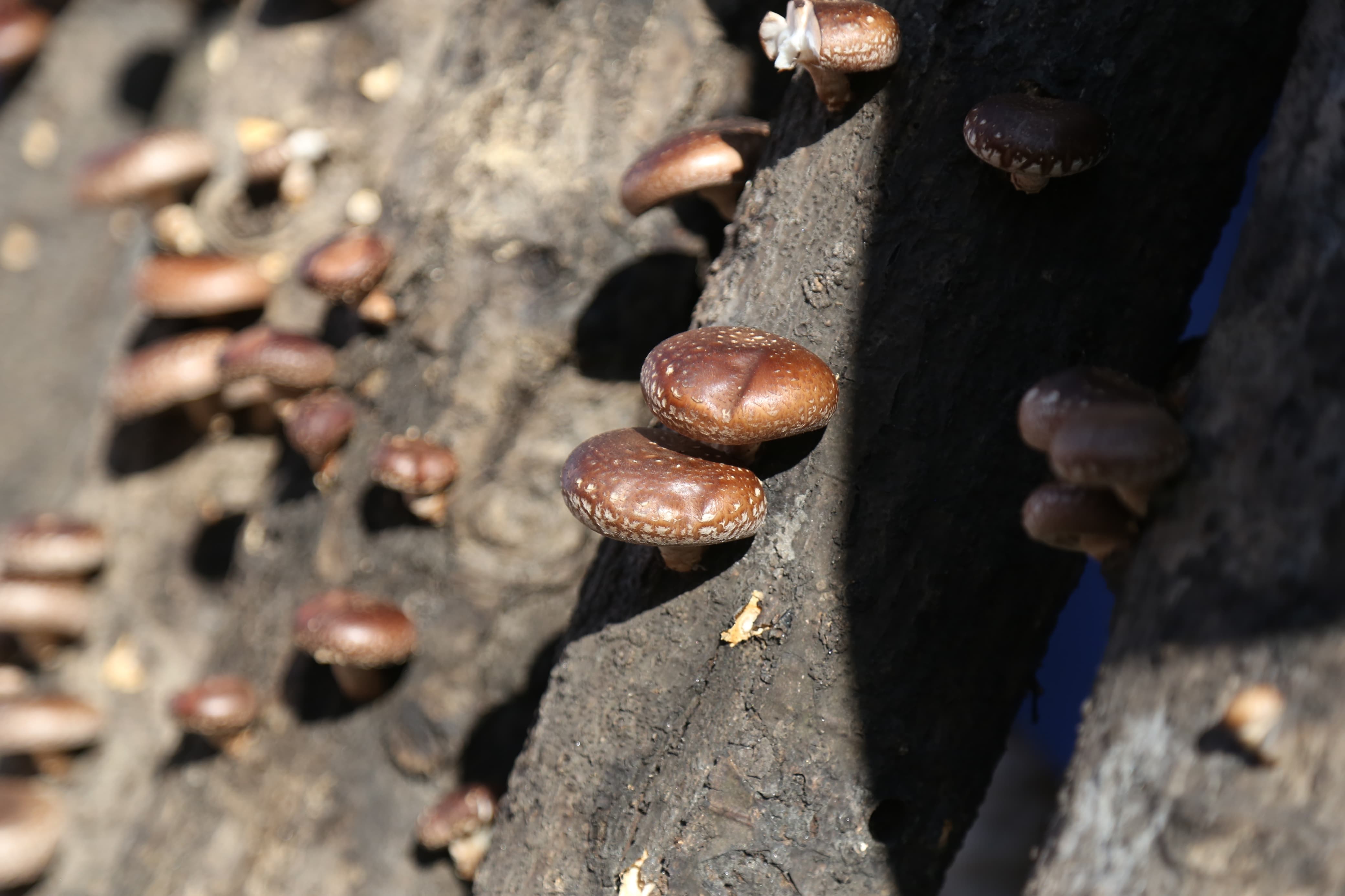 mashroom-exibition-(13)-1735552208.jpg