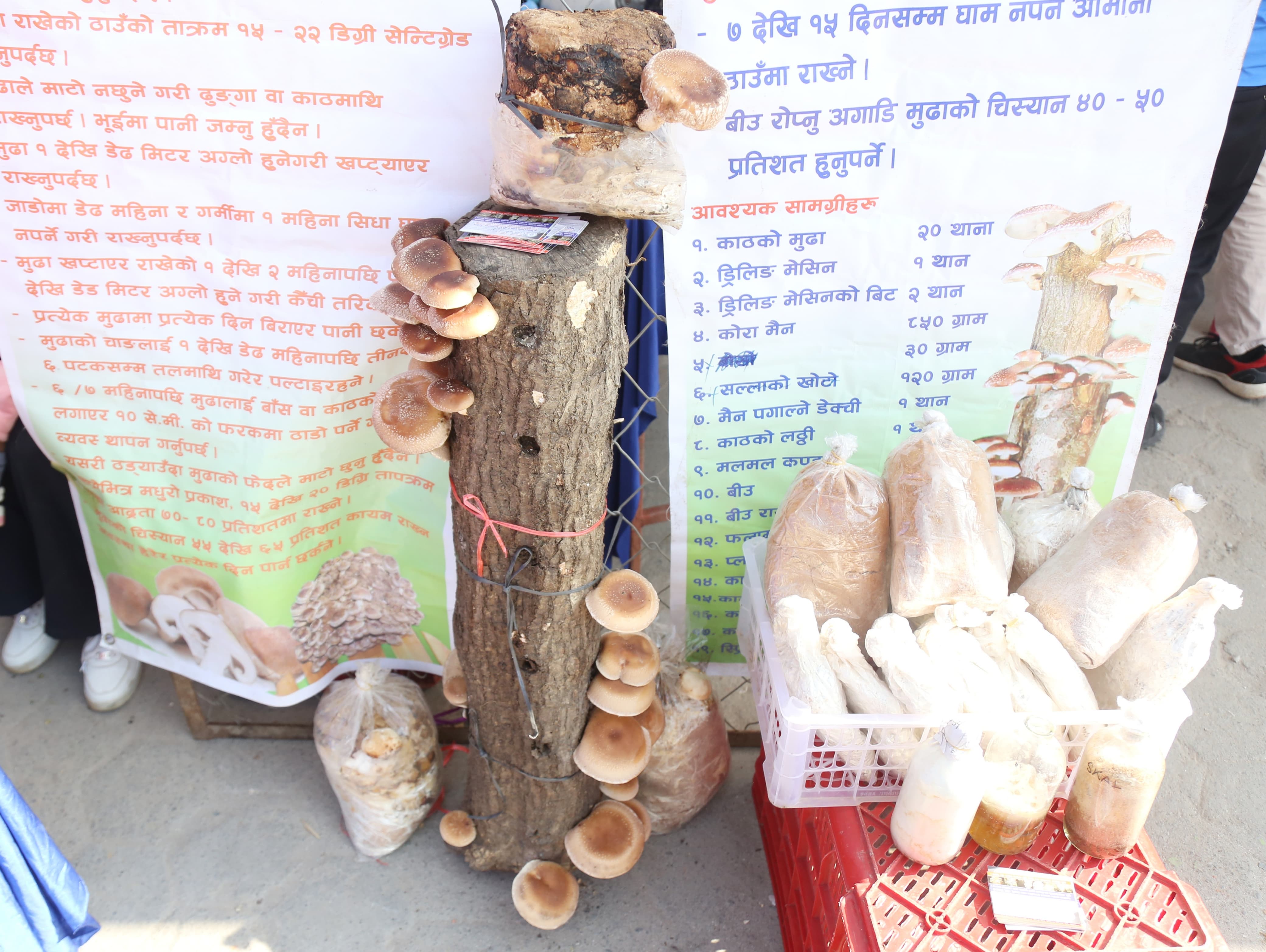 mashroom-exibition-(15)-1735552212.jpg