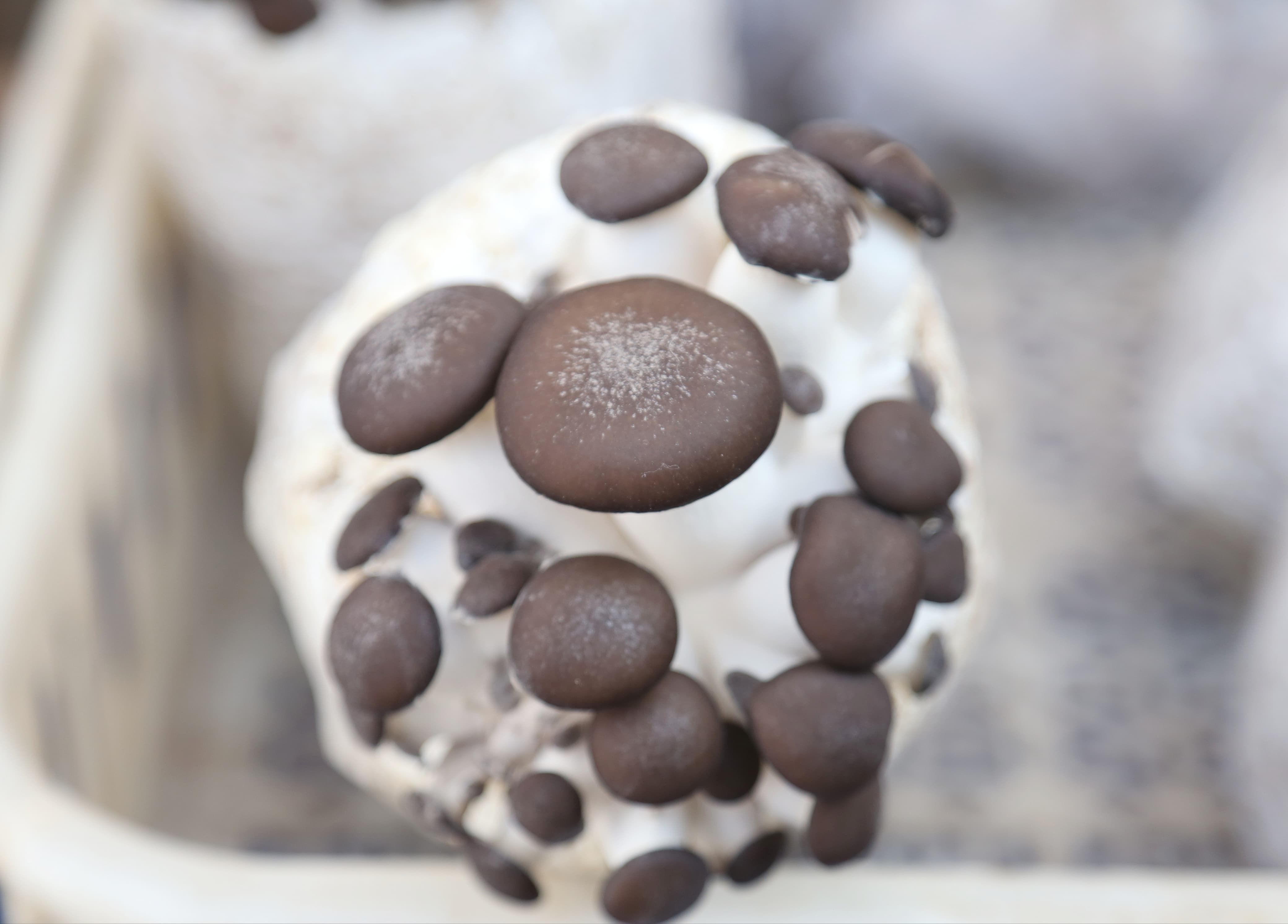 mashroom-exibition-(16)-1735552213.jpg