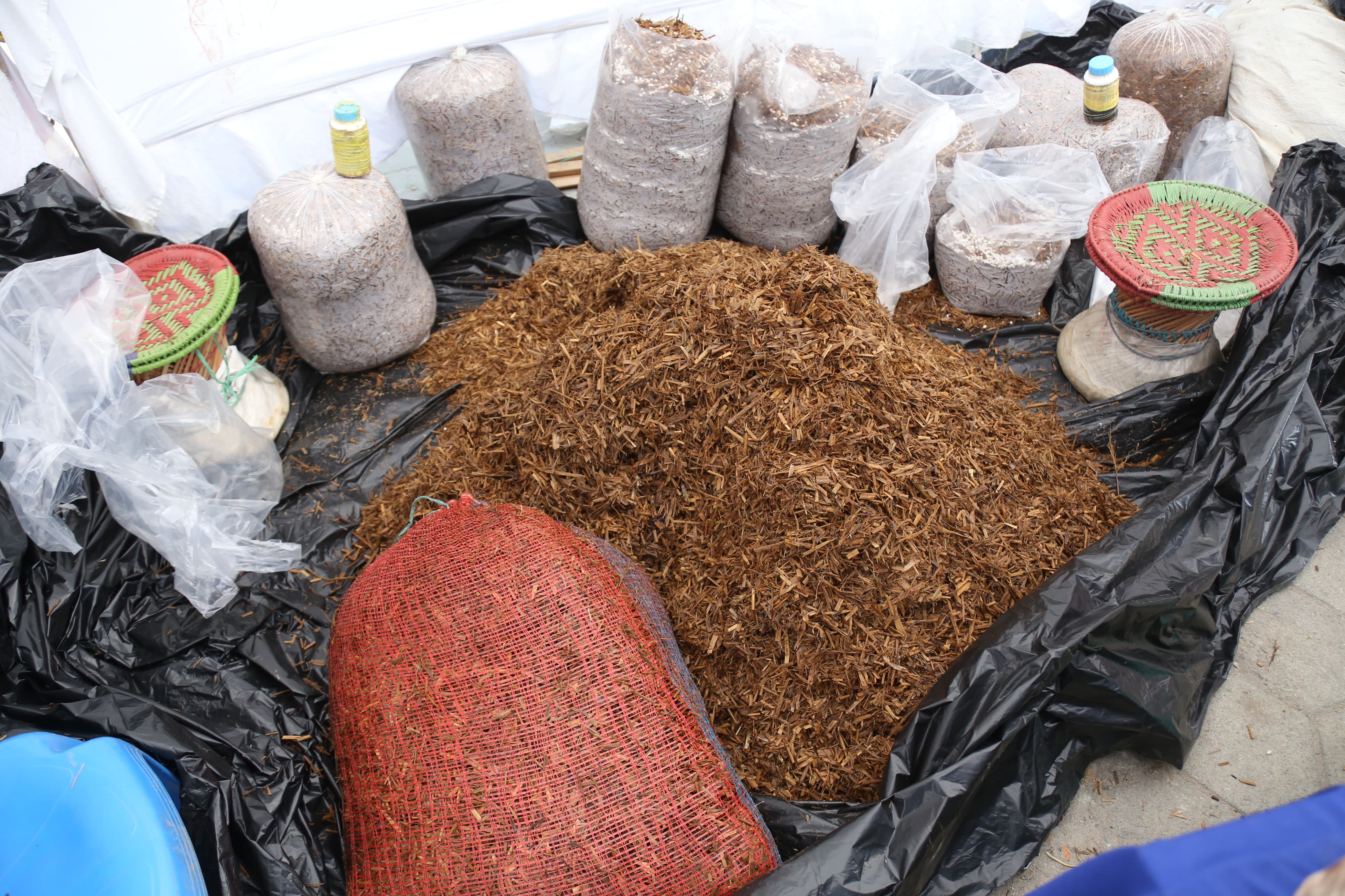 mashroom-exibition-(17)-1735552215.jpg