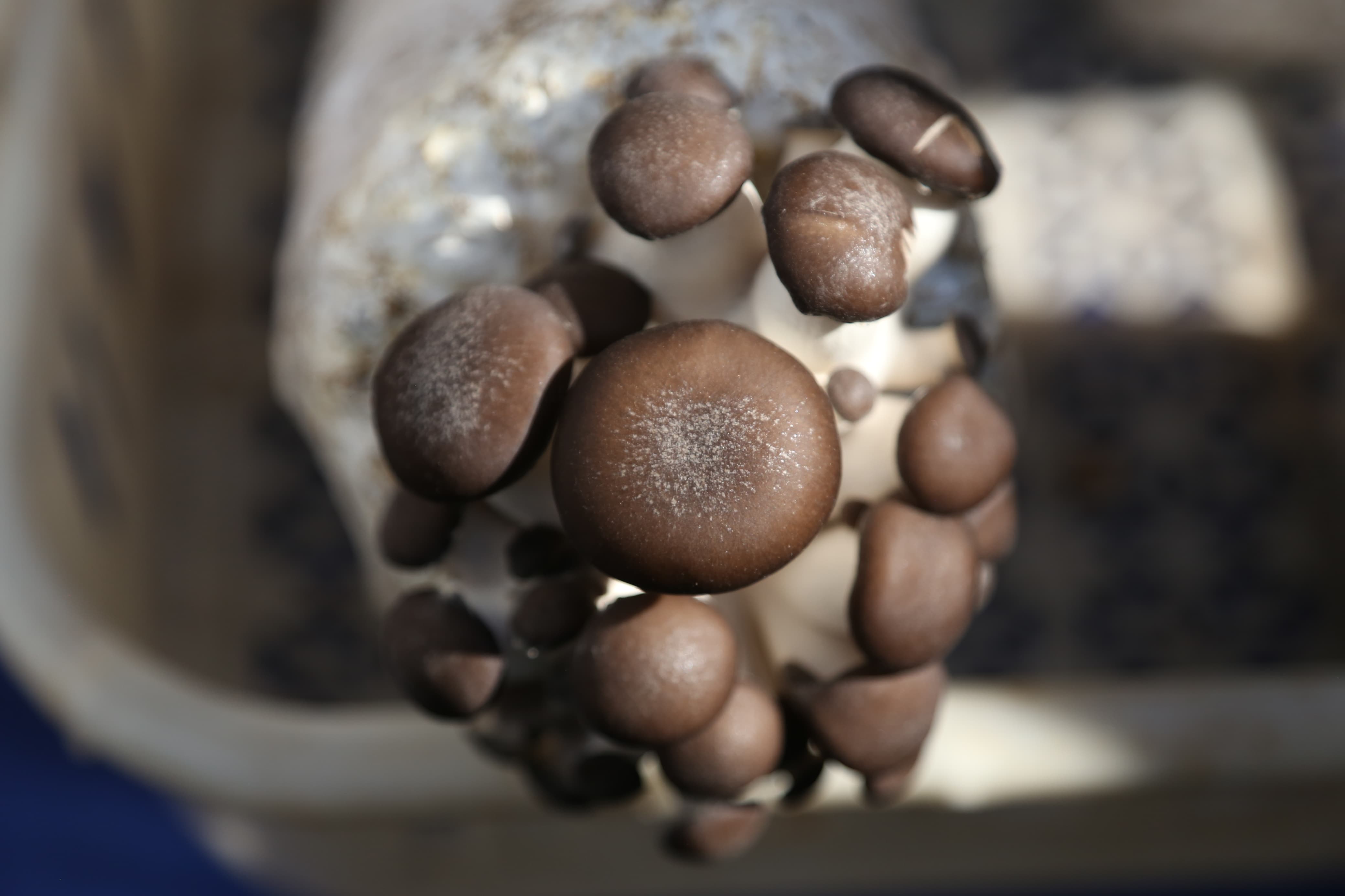 mashroom-exibition-(18)-1735552215.jpg