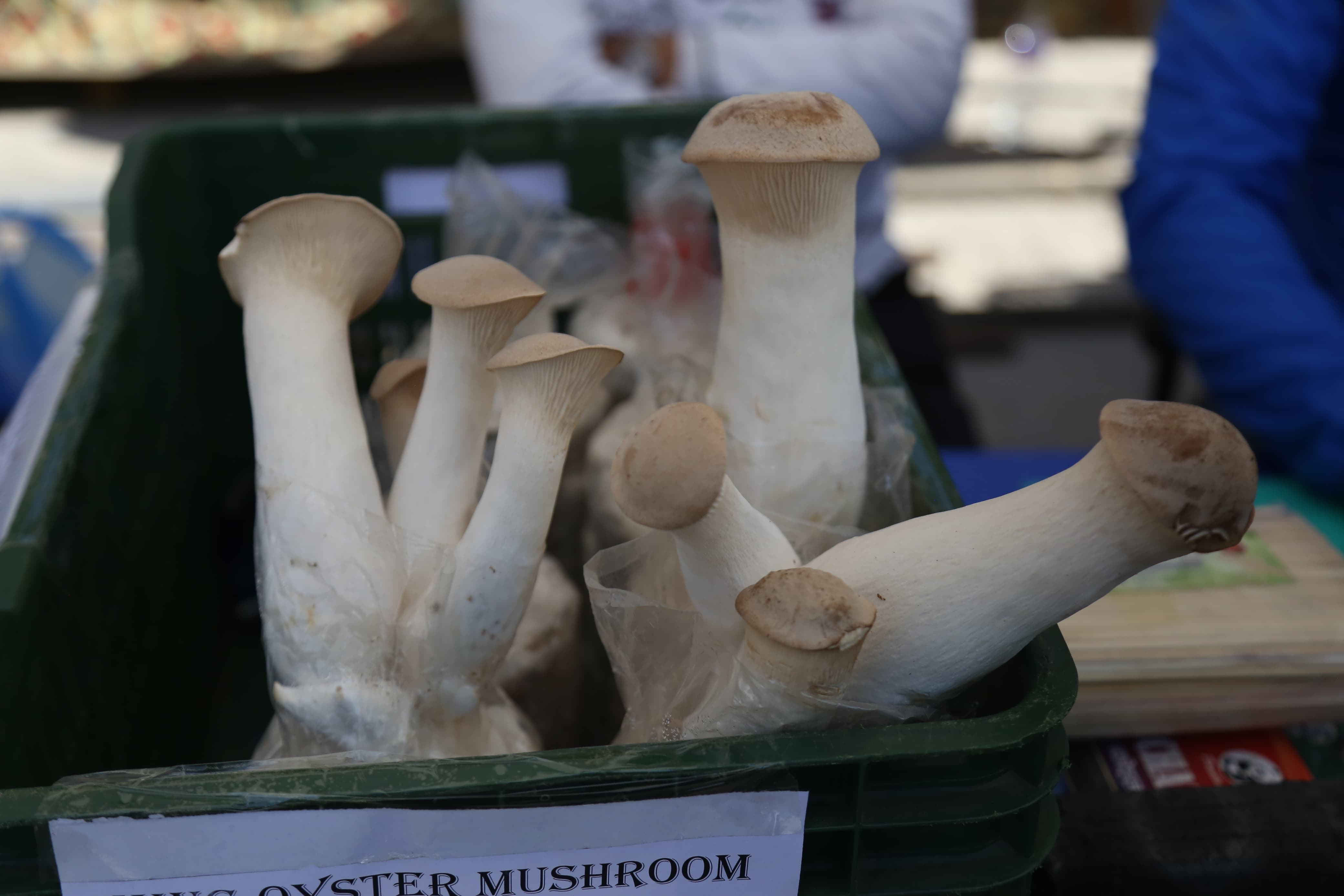 mashroom-exibition-(19)-1735552218.jpg