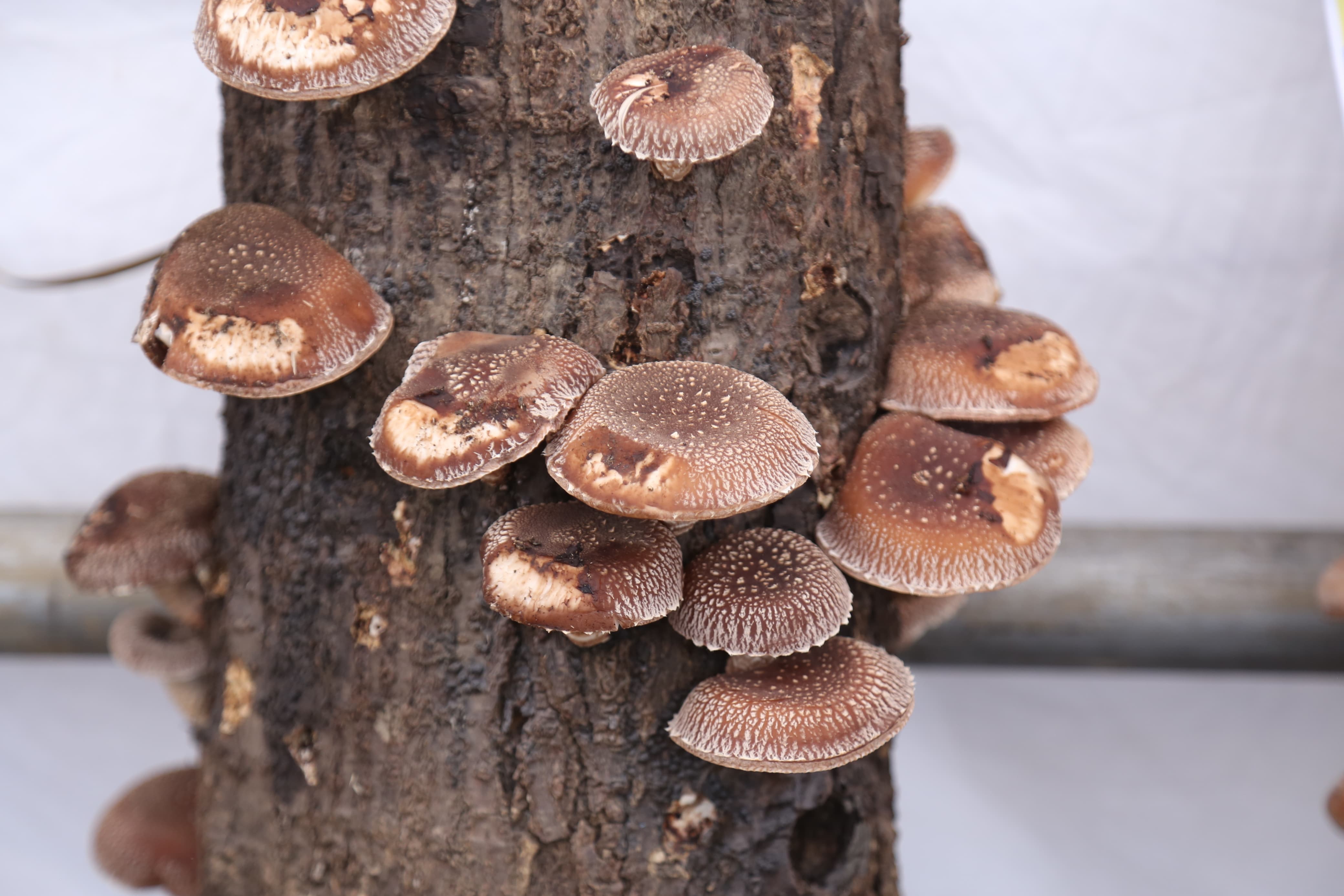 mashroom-exibition-(20)-1735552218.jpg