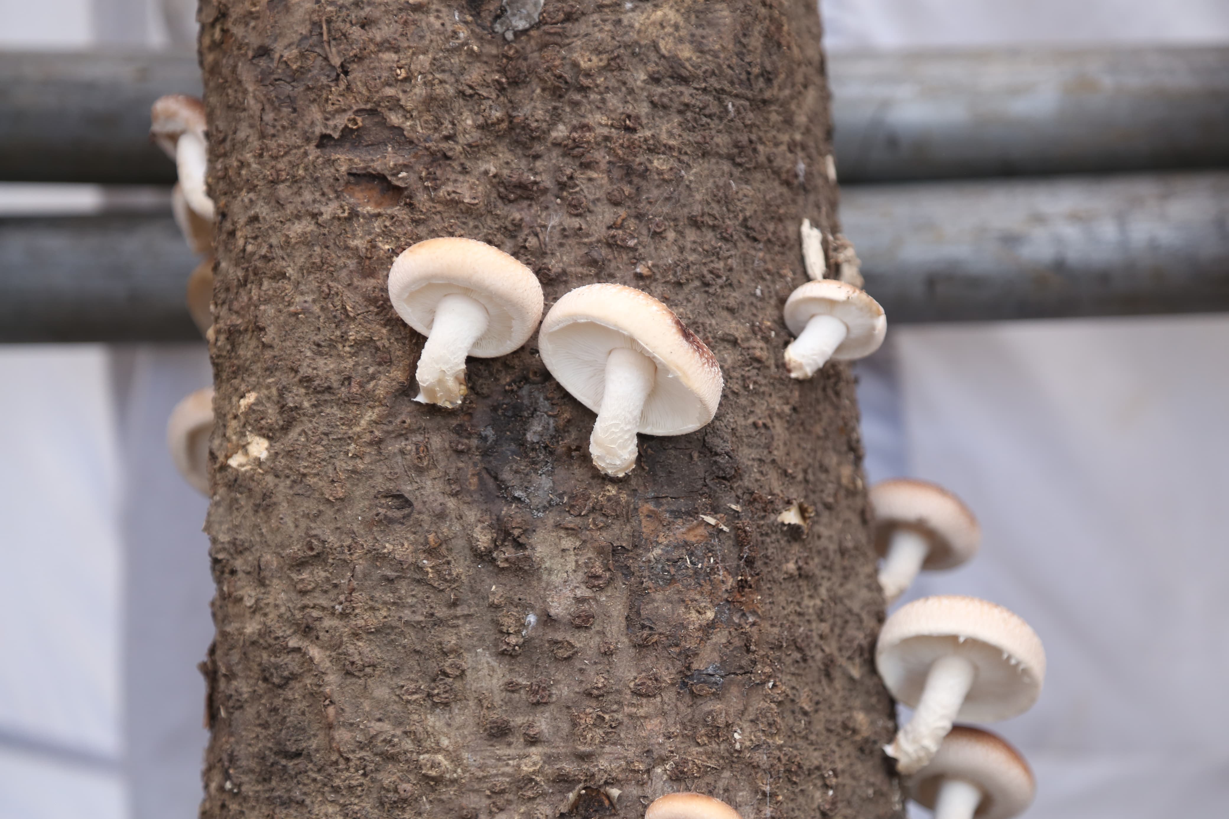 mashroom-exibition-(21)-1735552220.jpg