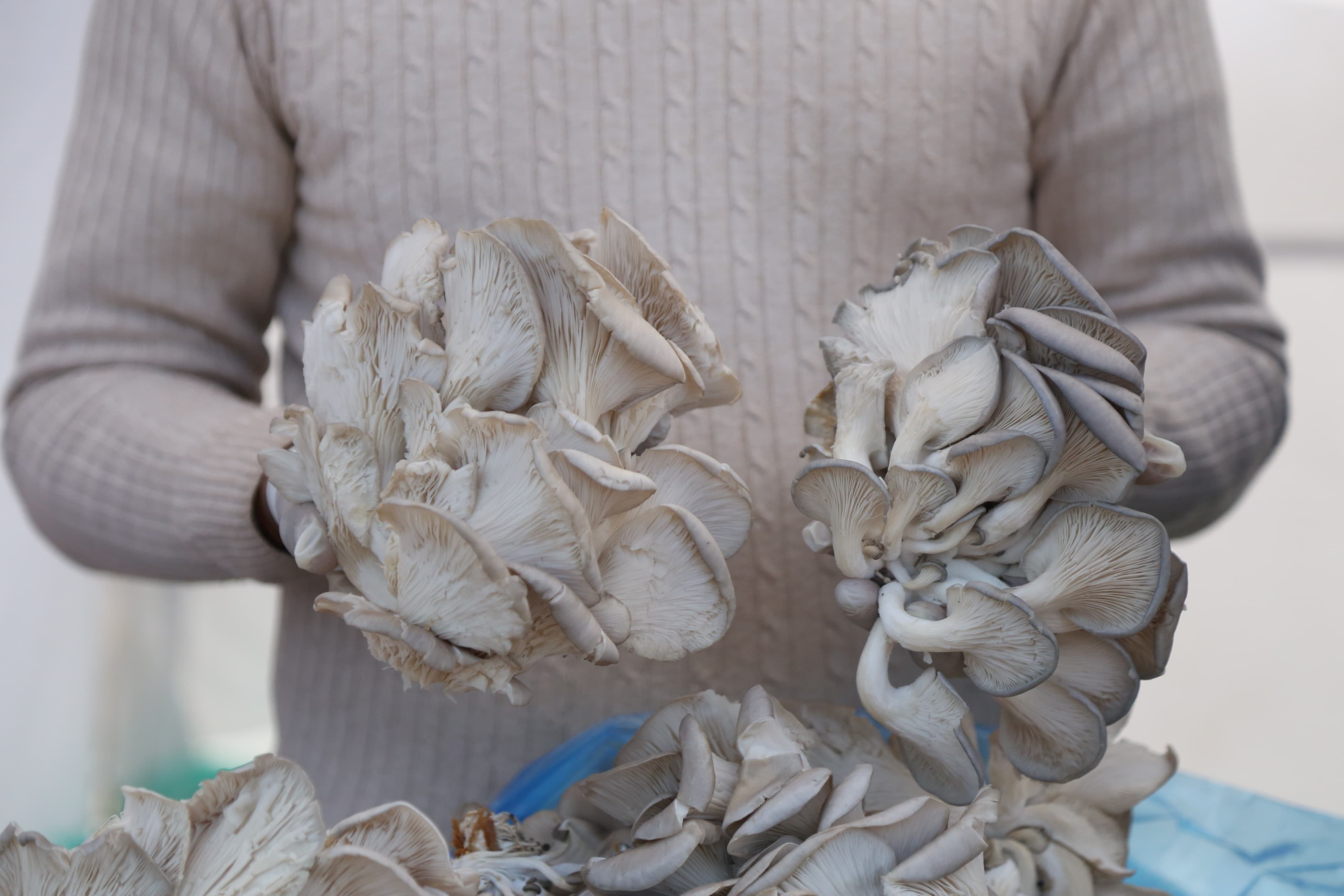 mashroom-exibition-(22)-1735552222.jpg