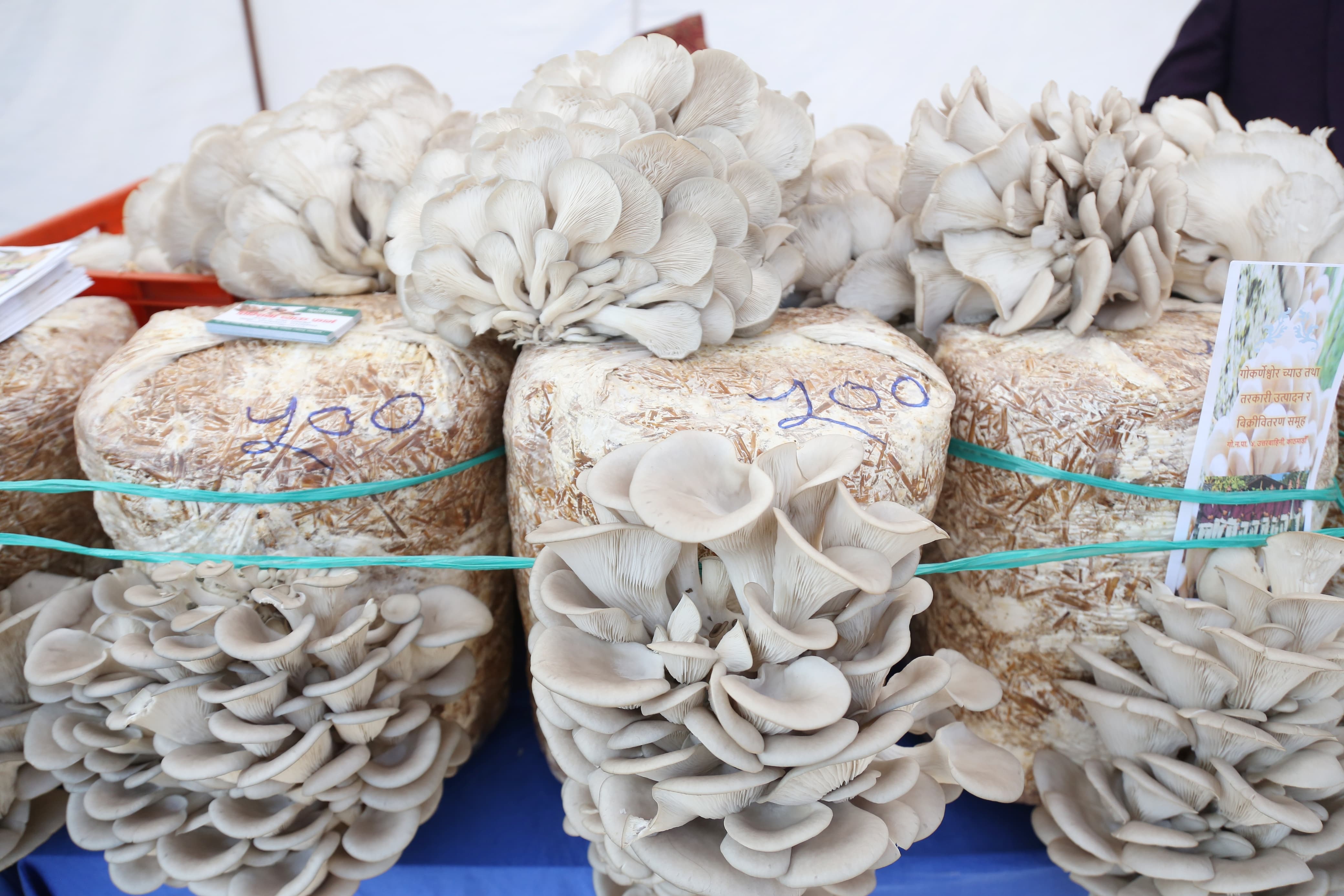 mashroom-exibition-(5)-1735552198.jpg