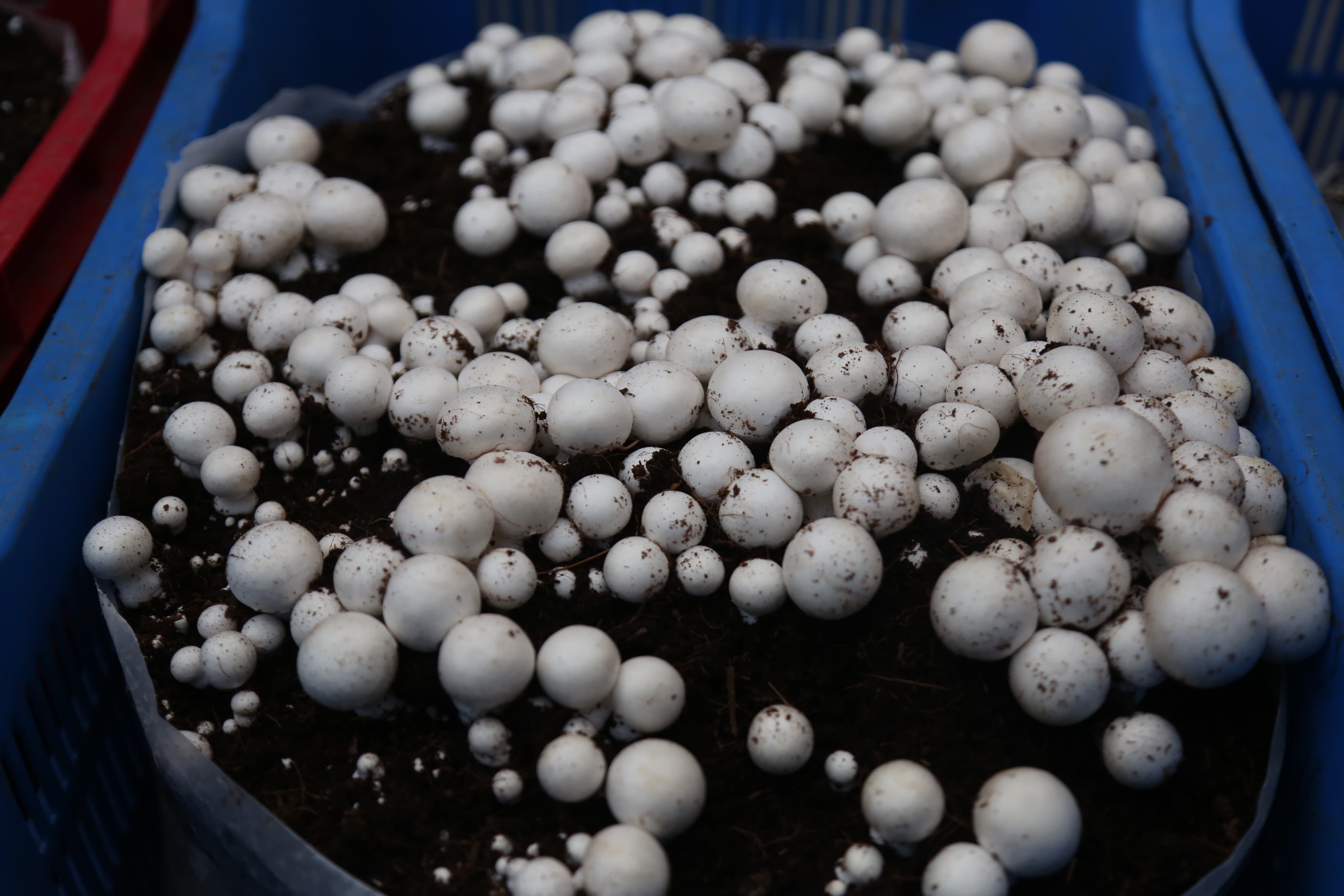mashroom-exibition-(6)-1735552198.jpg