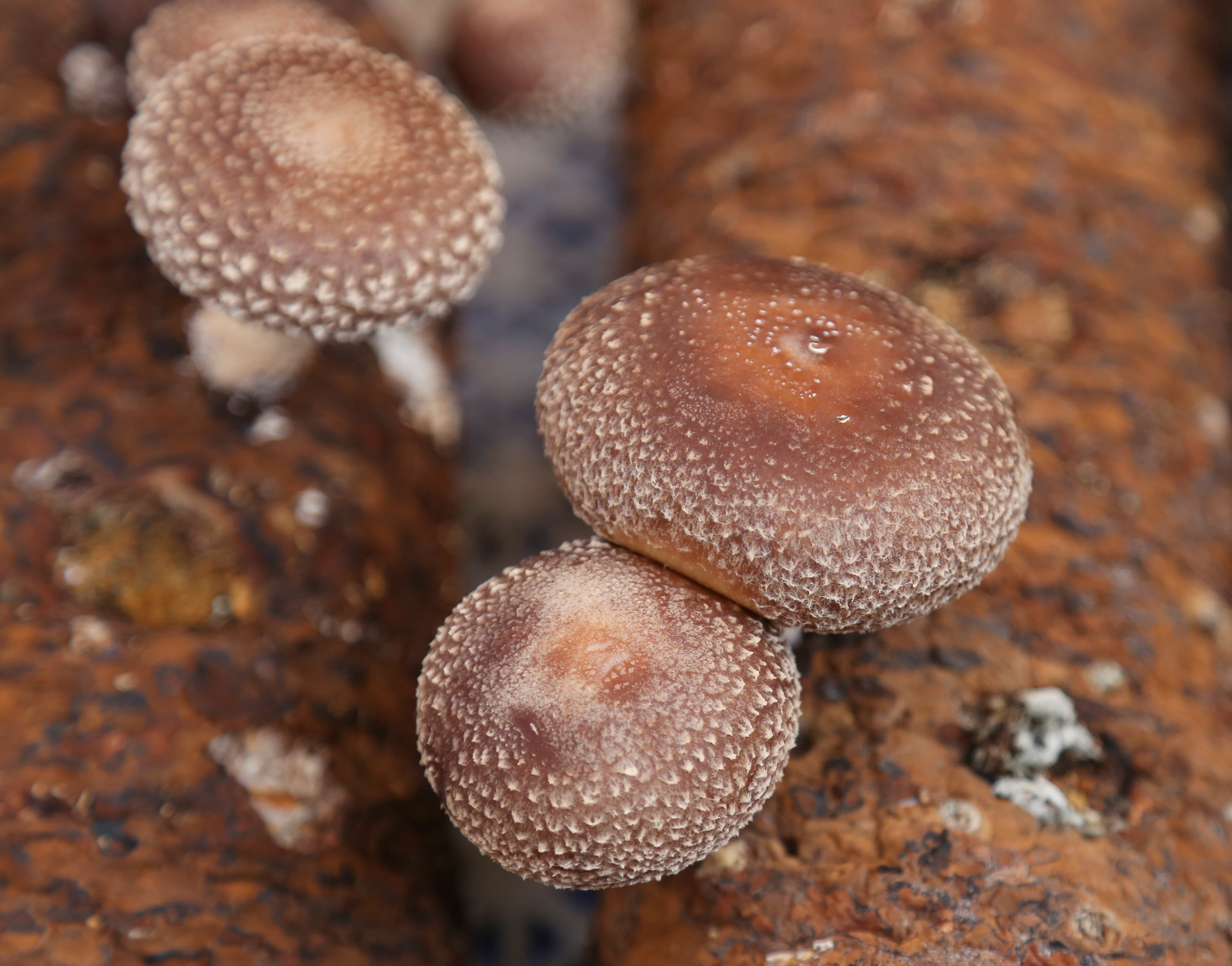 mashroom-exibition-(7)-1735552200.jpg