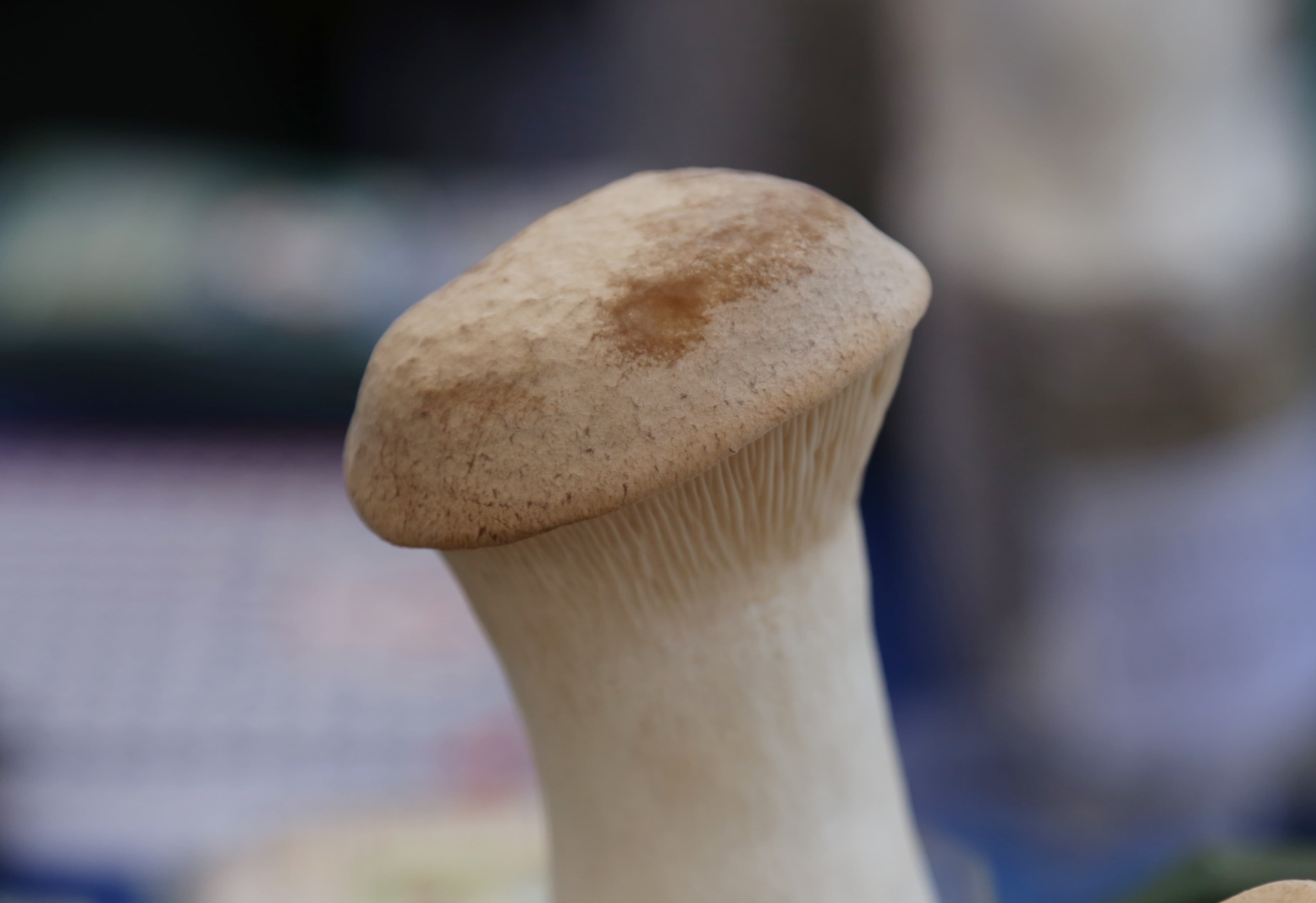 mashroom-exibition-(8)-1735552200.jpg
