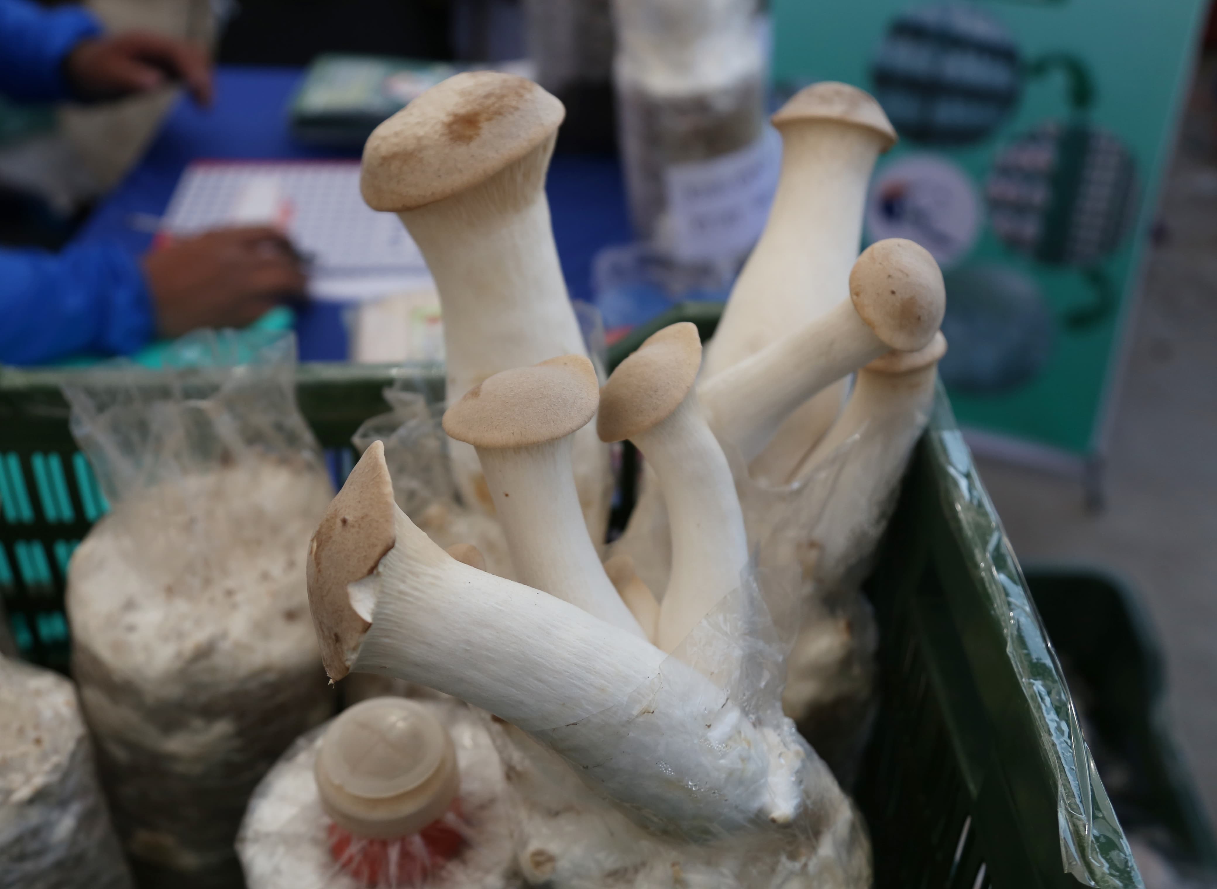 mashroom-exibition-(9)-1735552203.jpg