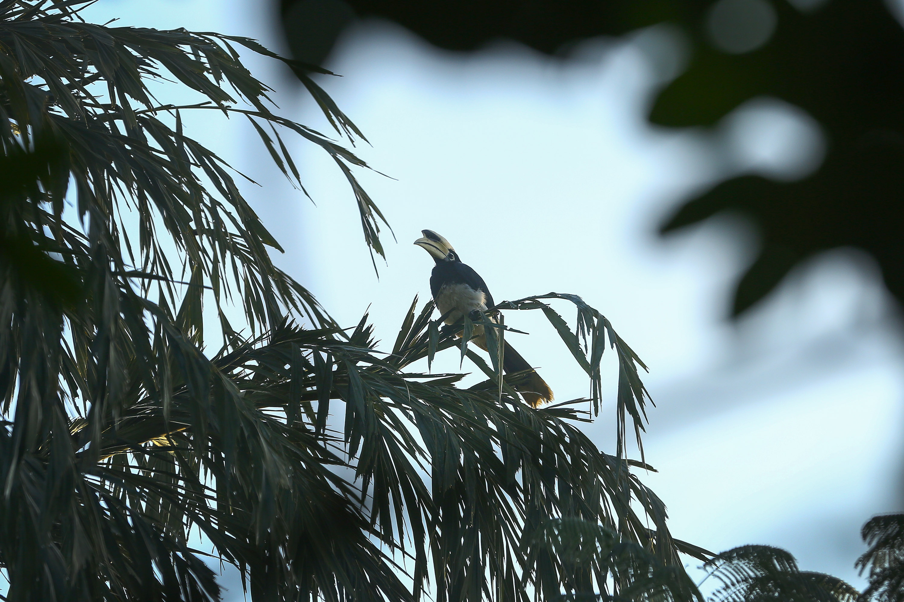 saurah-tourisam-(11)-1737782046.JPG