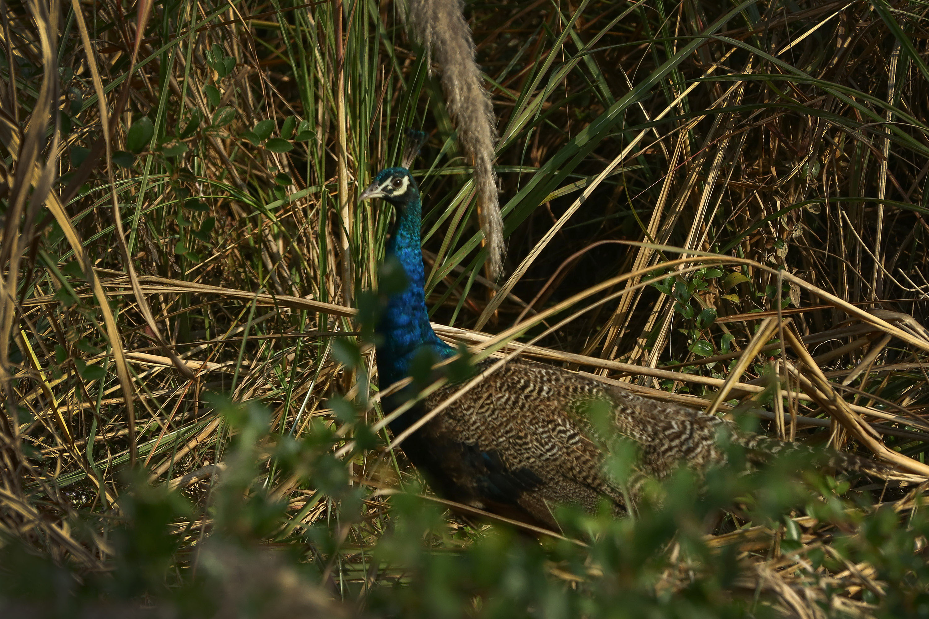 saurah-tourisam-(3)-1737782033.JPG